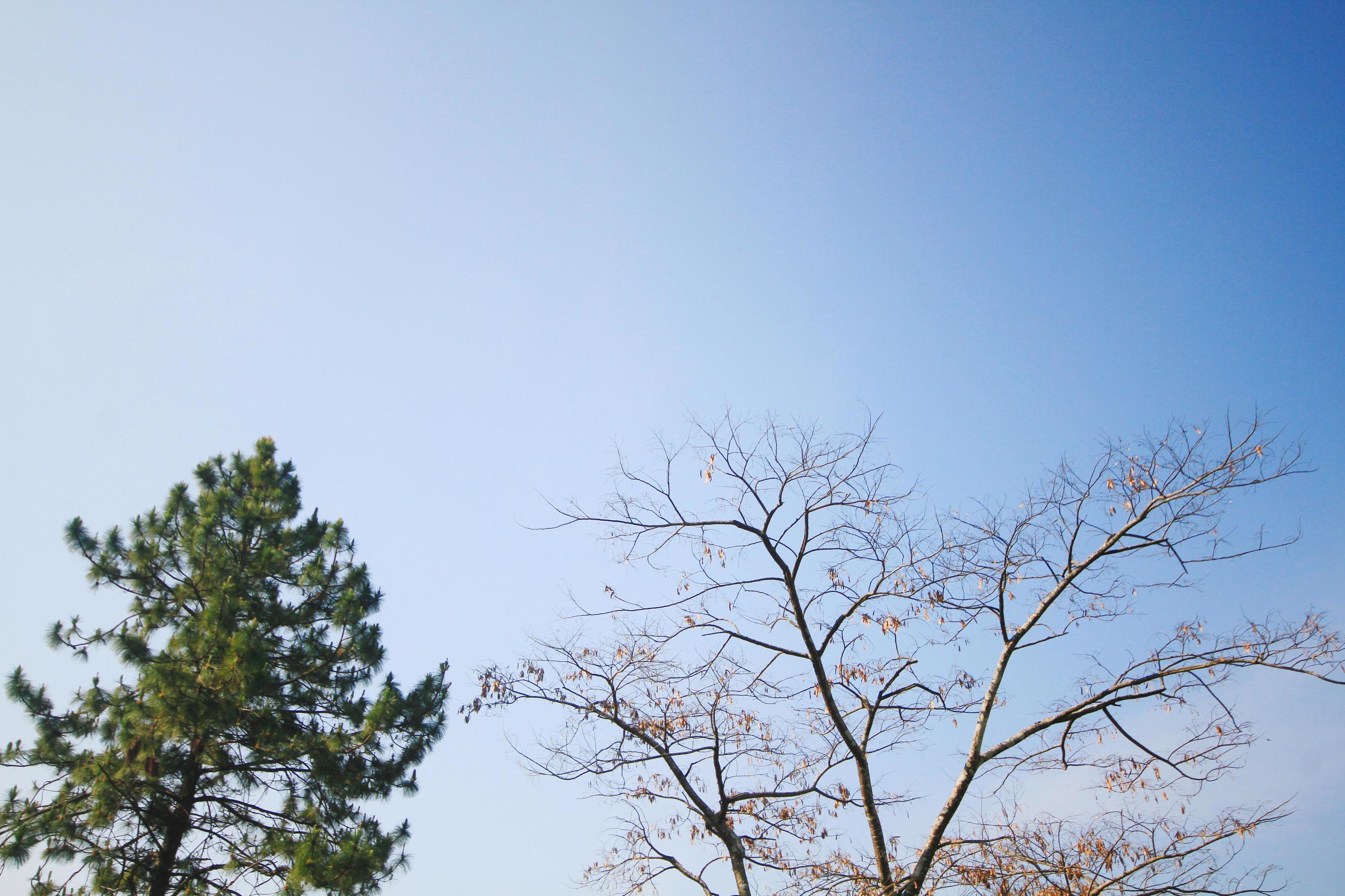 Dried branches and Green plants with blue sky Stock Free