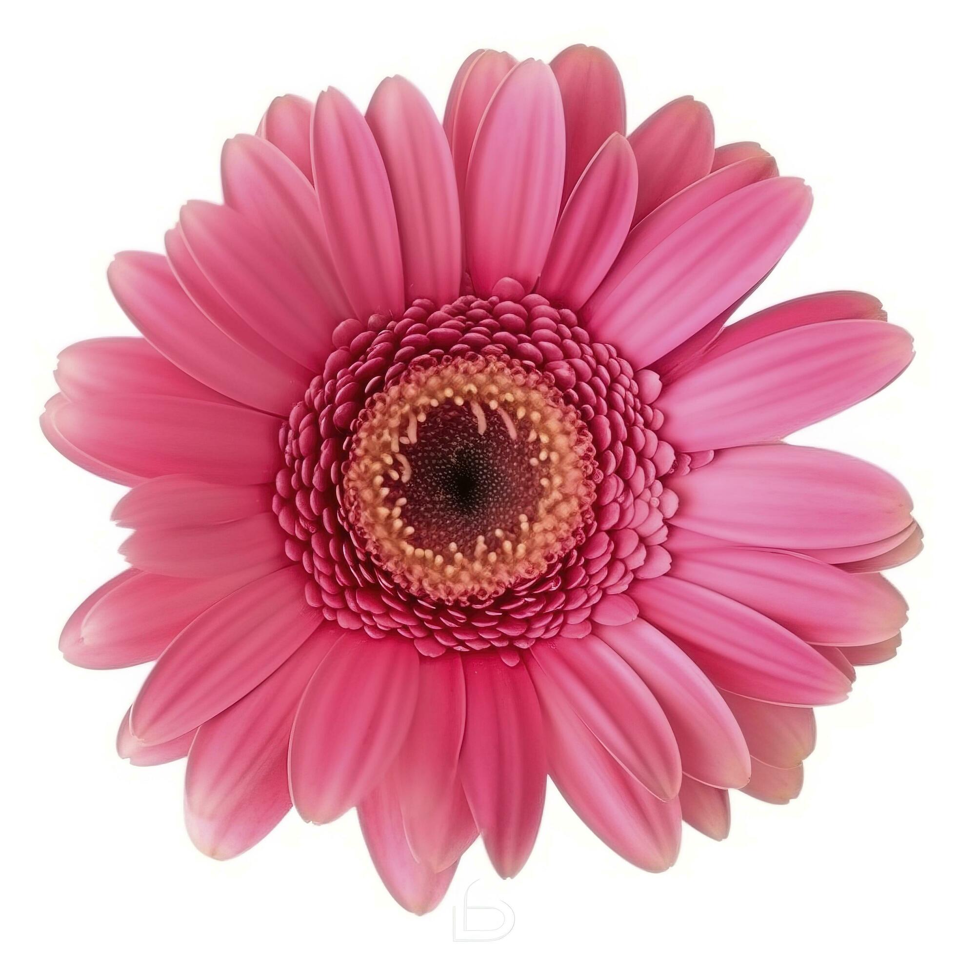 Pink gerbera flower isolated on white background, generate ai Stock Free