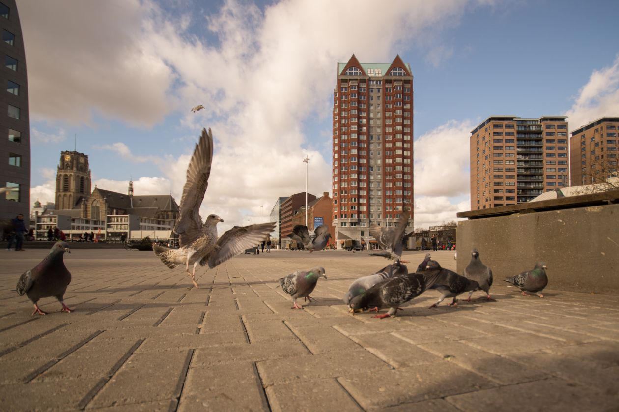 Seagull break dancing Stock Free