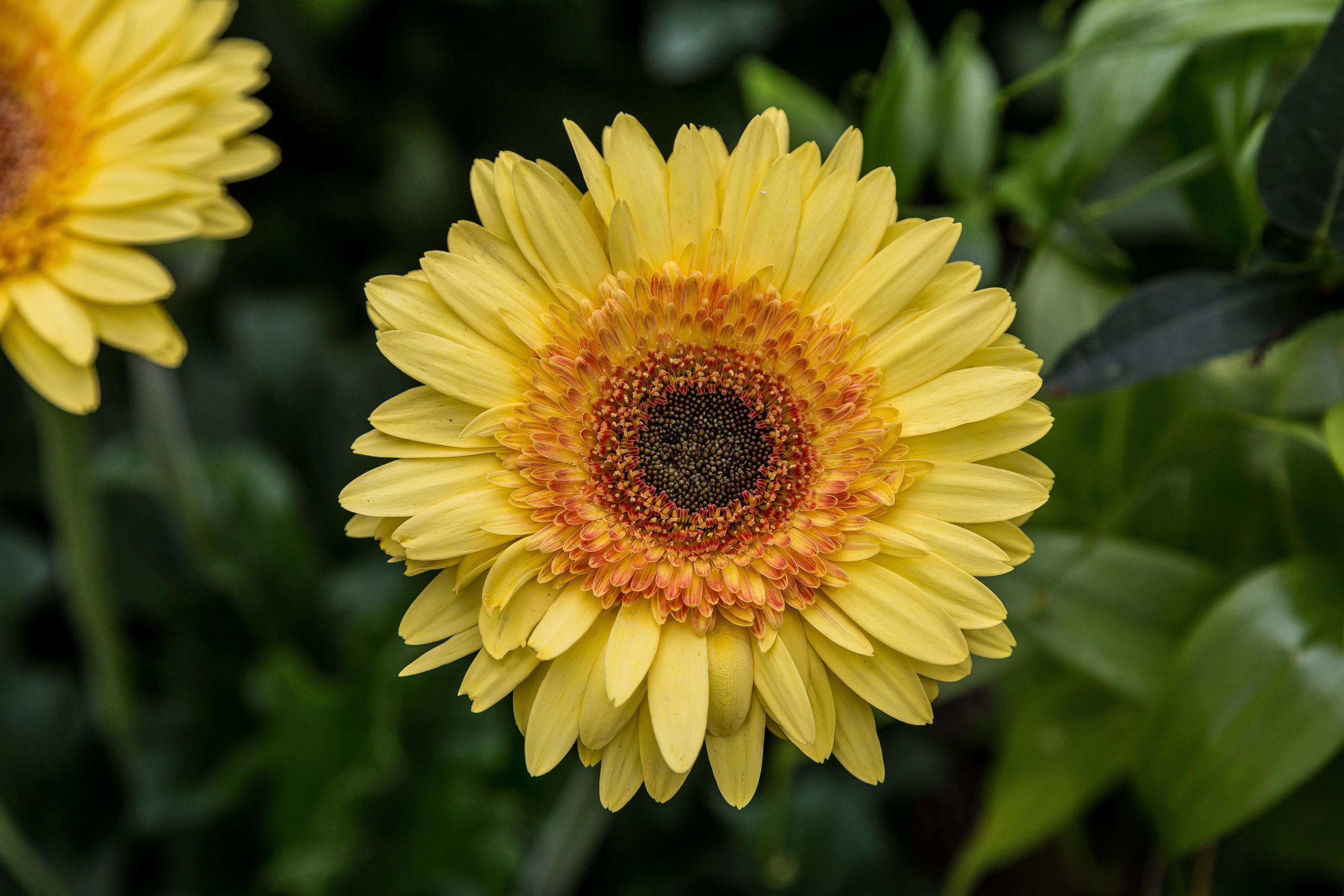 Close-up of a bright yellow flower Stock Free