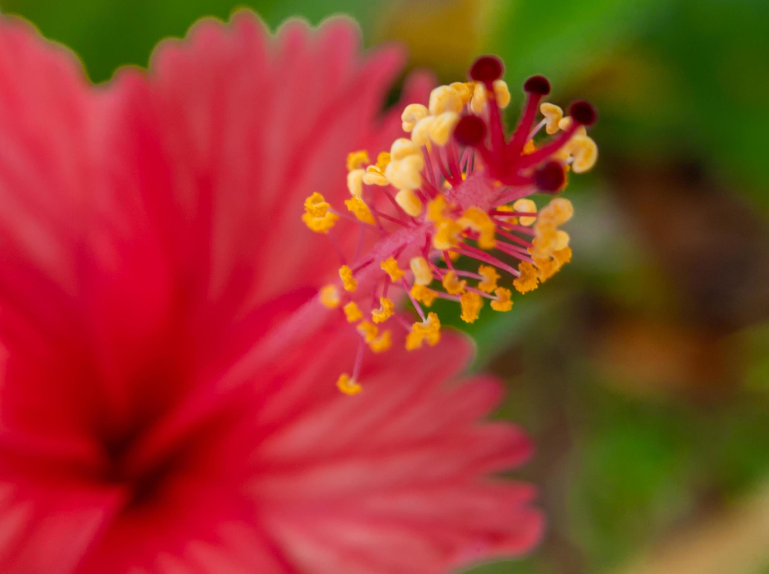 close red color hibiscus flower, hibiscus flower wallpaper Stock Free