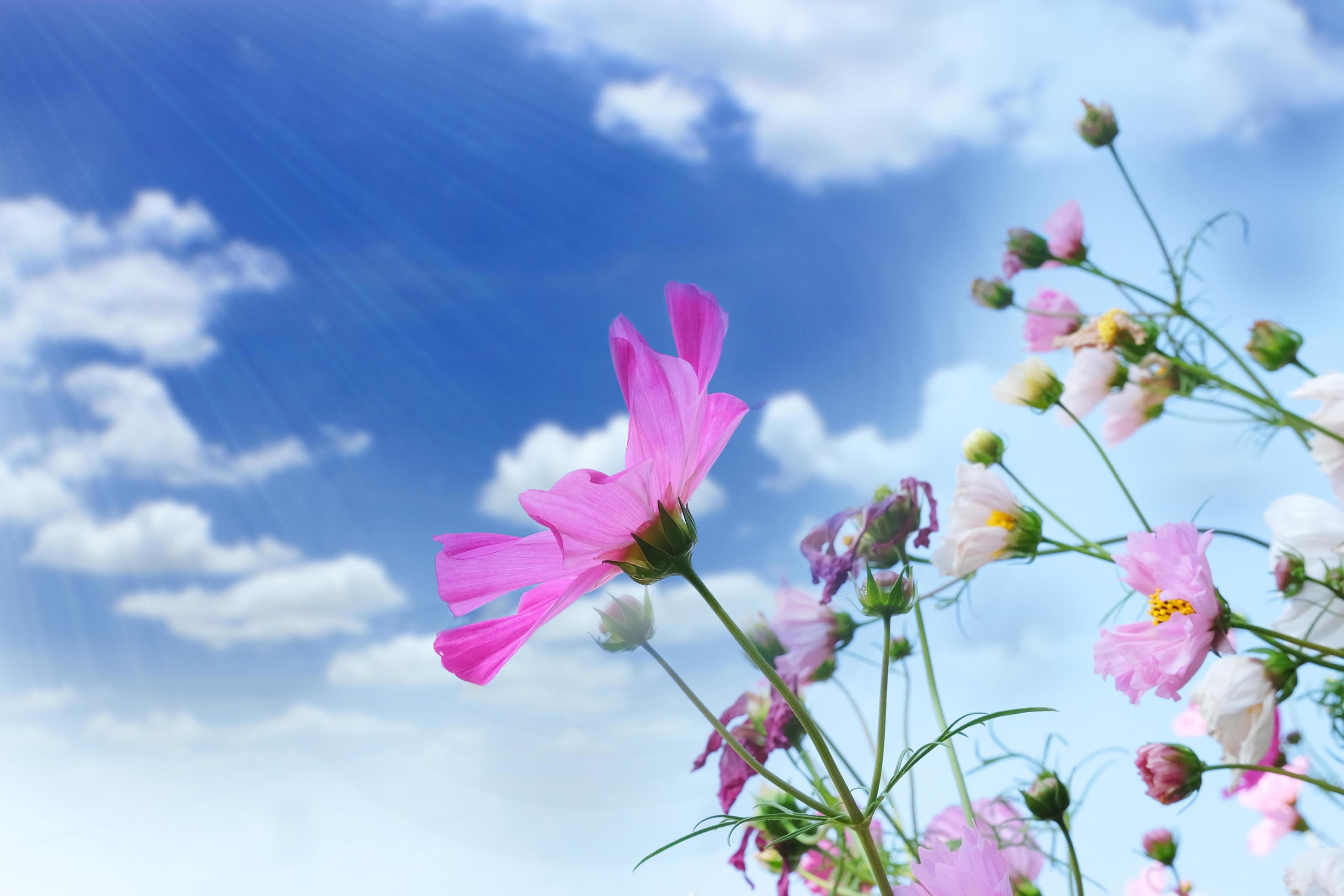 Cosmos flowers field with blue sky out door. Stock Free