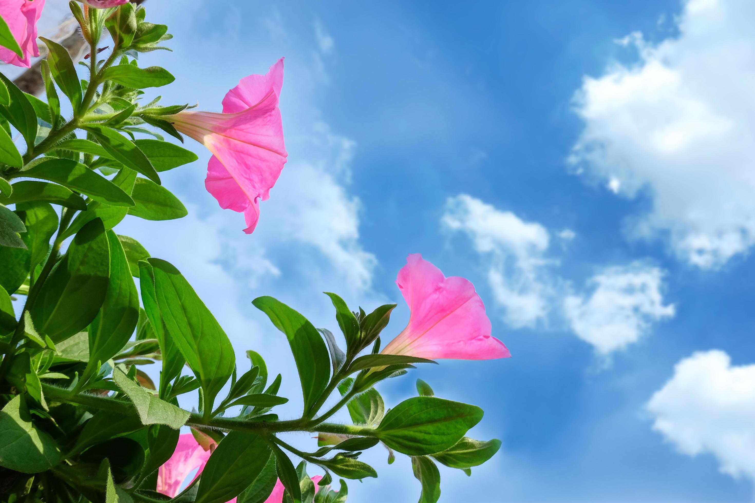 Pink flowers Plant in pot at garden . Stock Free