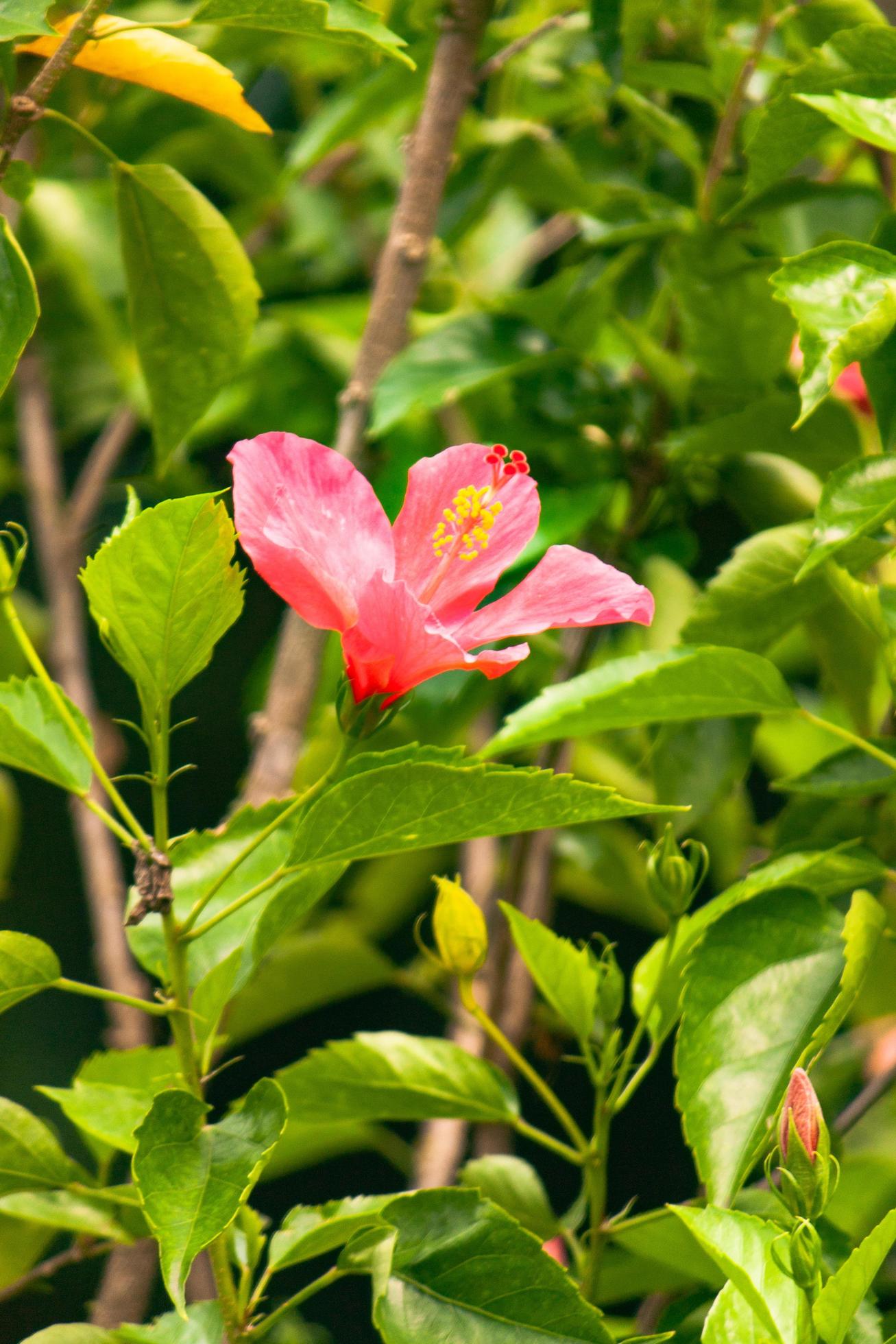 hibiscus flower in the garden Stock Free