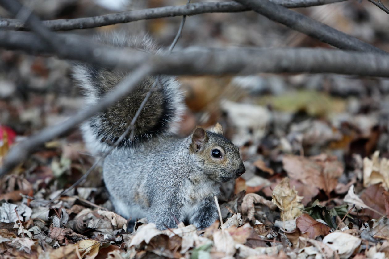 Squirrel Stock Free