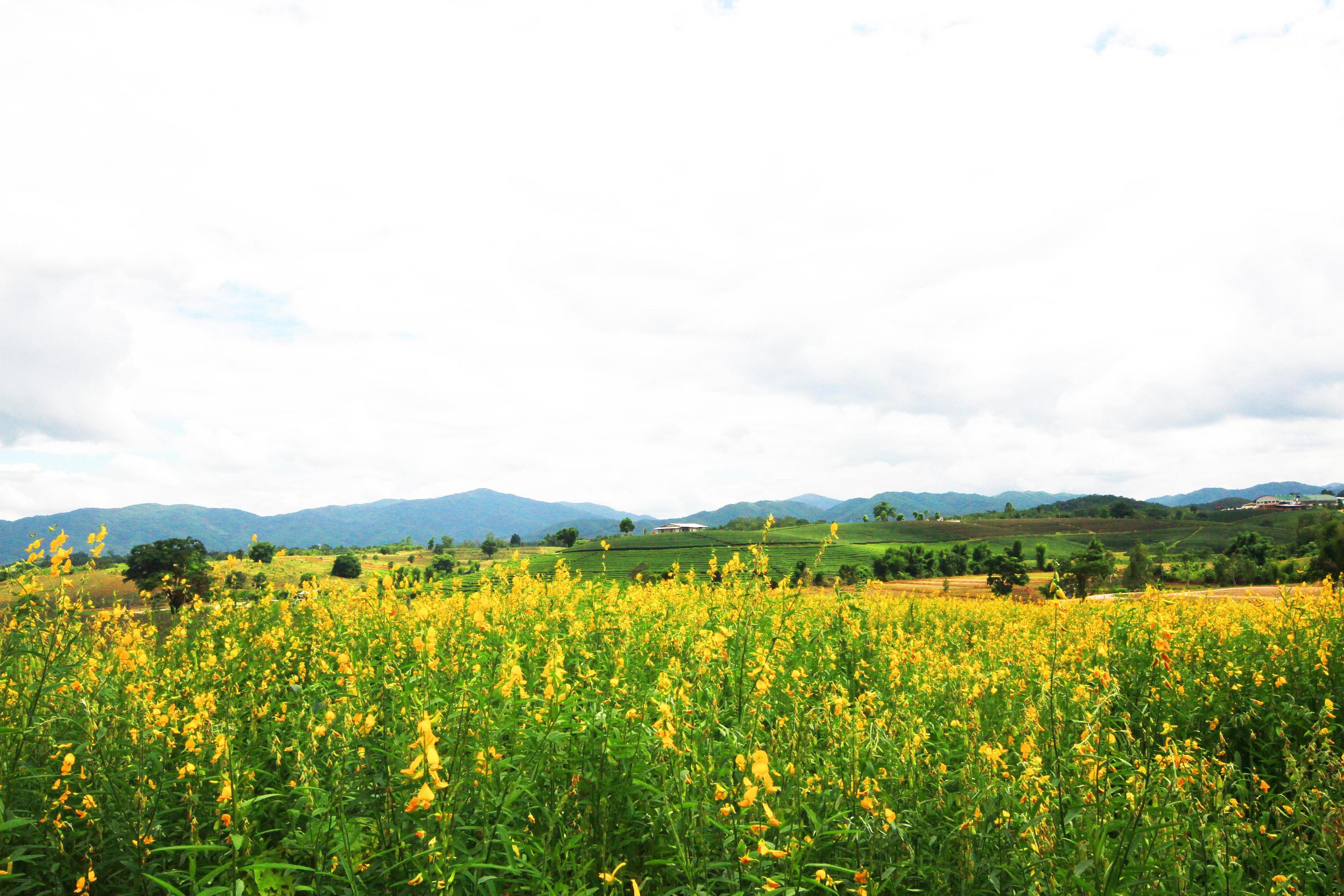 Beautiful yellow Sun hemp flowers or Crotalaria juncea farm on the mountain in Thailand.A type of legume. Stock Free