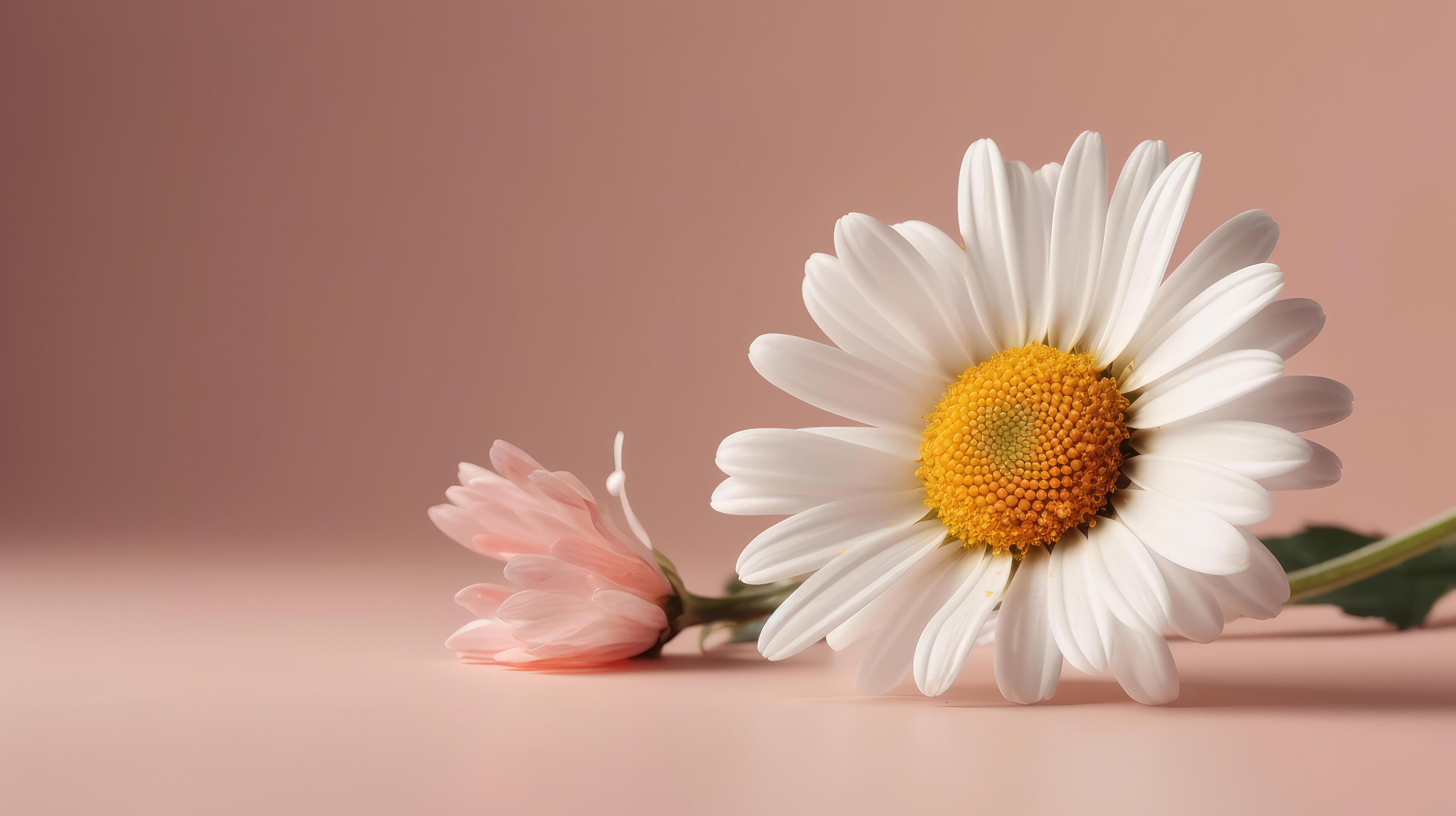 Chamomile flower on pink background. Illustration Stock Free