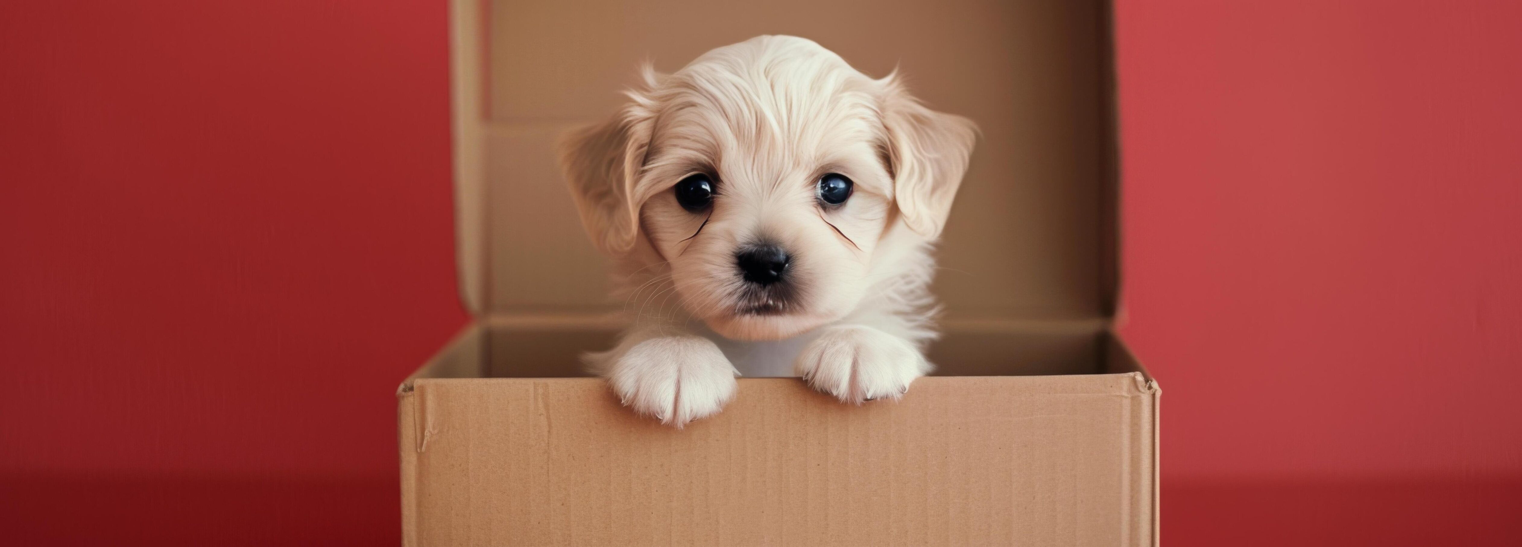 Adorable Puppy Peeking From Cardboard Box Against Bright Red Background Stock Free