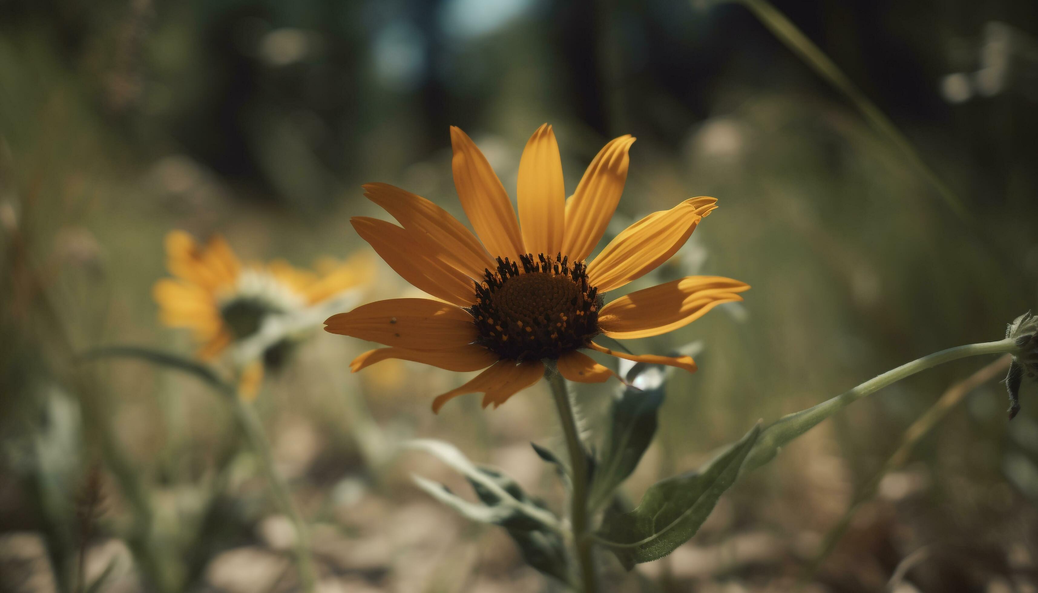 Yellow daisy, single flower, macro, green leaf, meadow, springtime generated by AI Stock Free