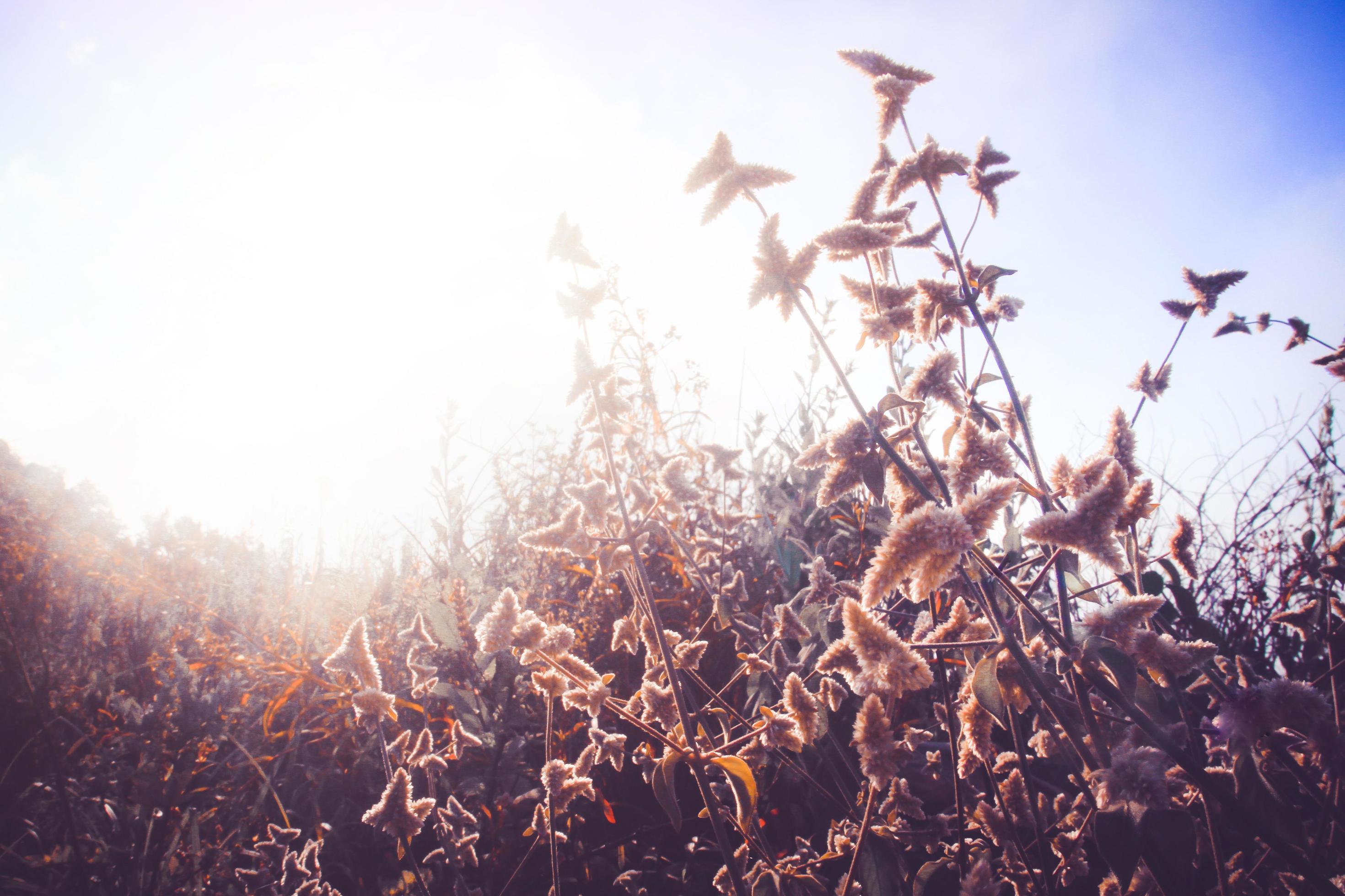 Silhouette golden light with blurred wild grass flowers in sunset blossom in forest. Vintage tone color style. Stock Free