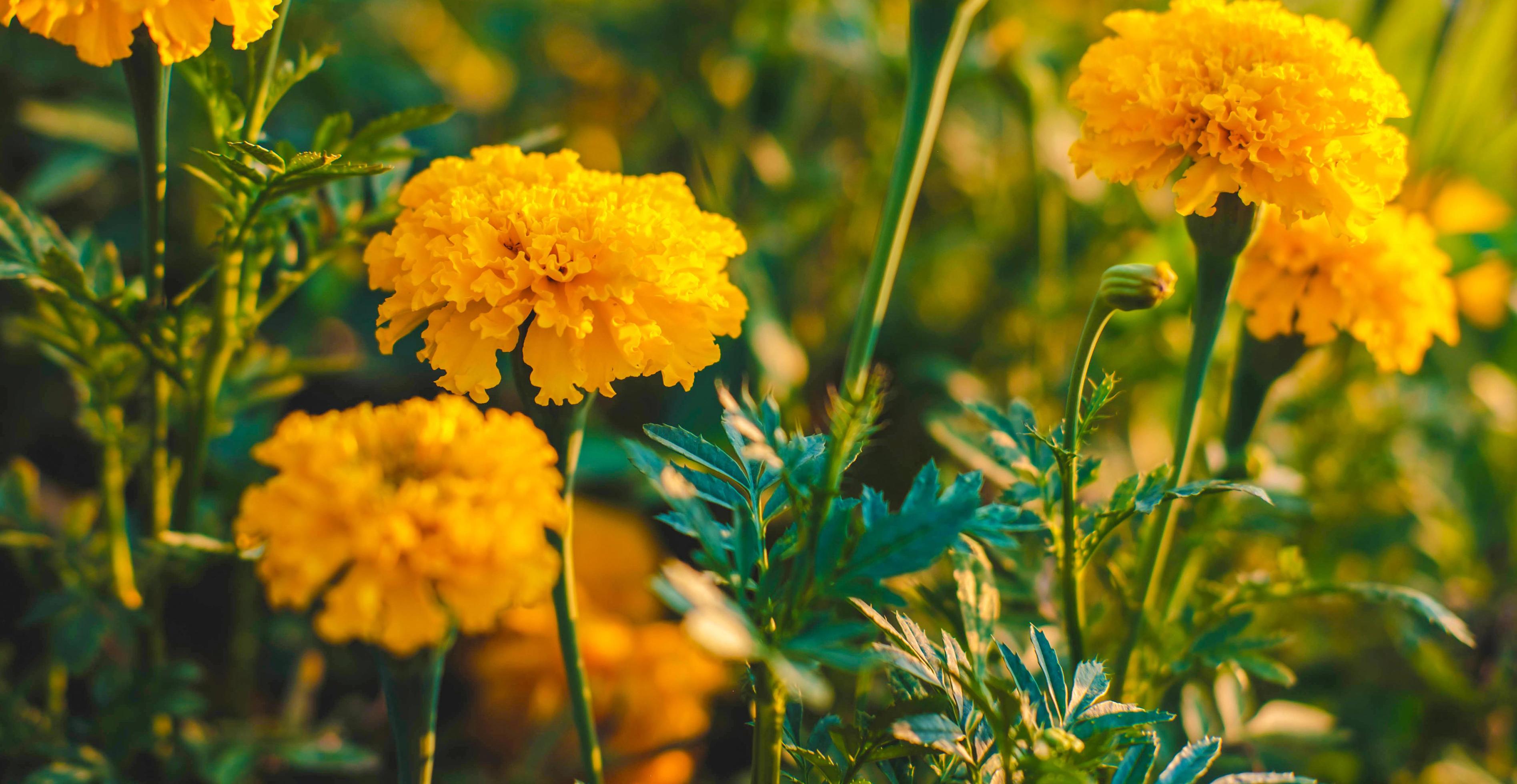 Beautiful field of blooming marigold flower against sunset golden light and blurry soft ten marigold flower field natural background Stock Free