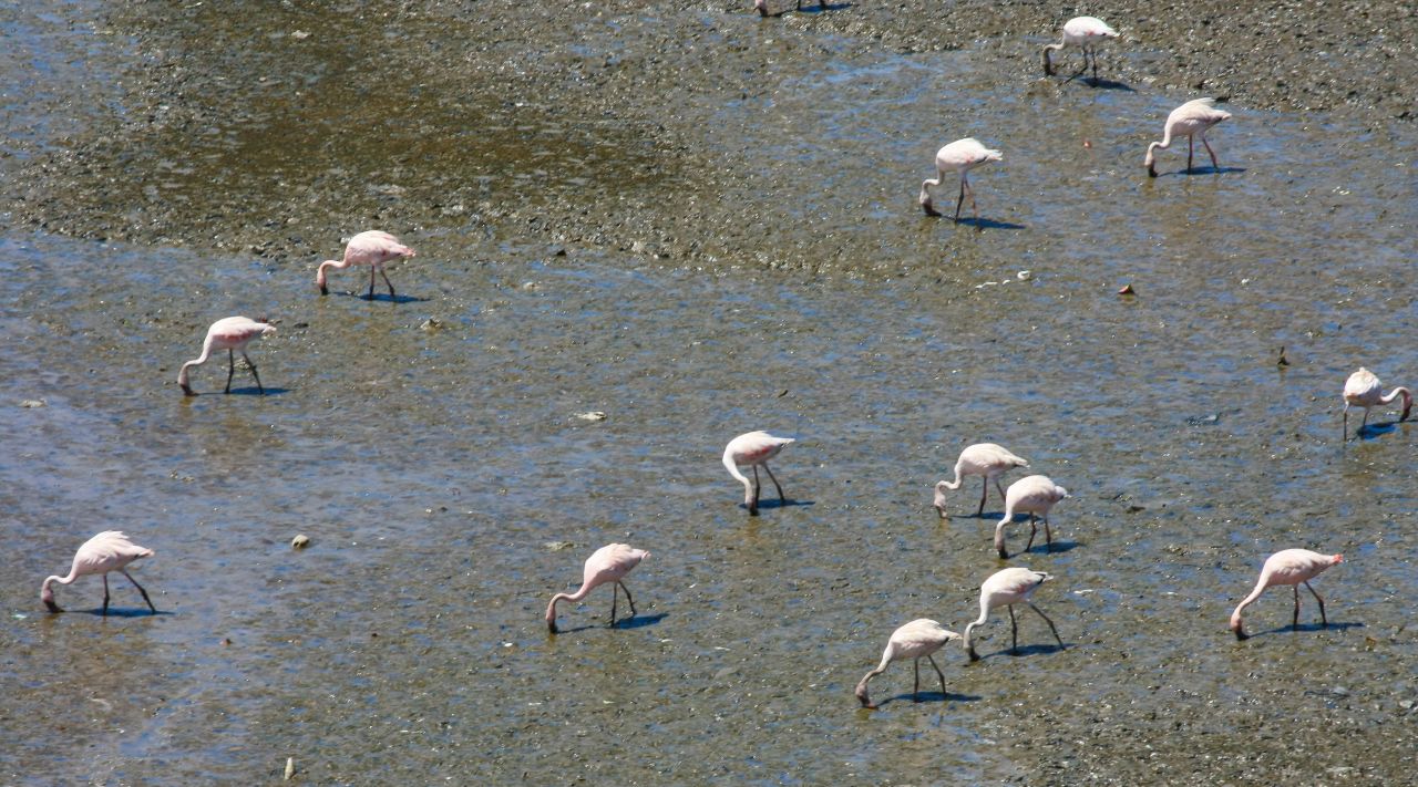 Flamingos Standing Stock Free