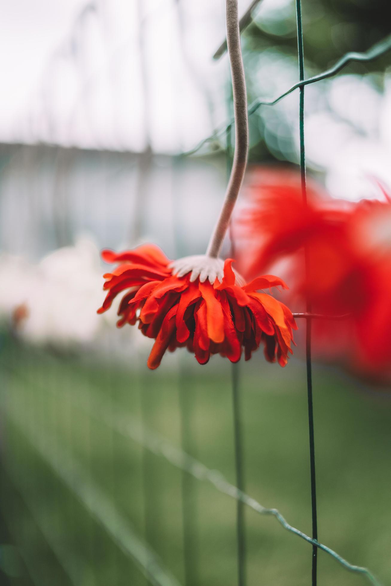 Red flower on fence Stock Free