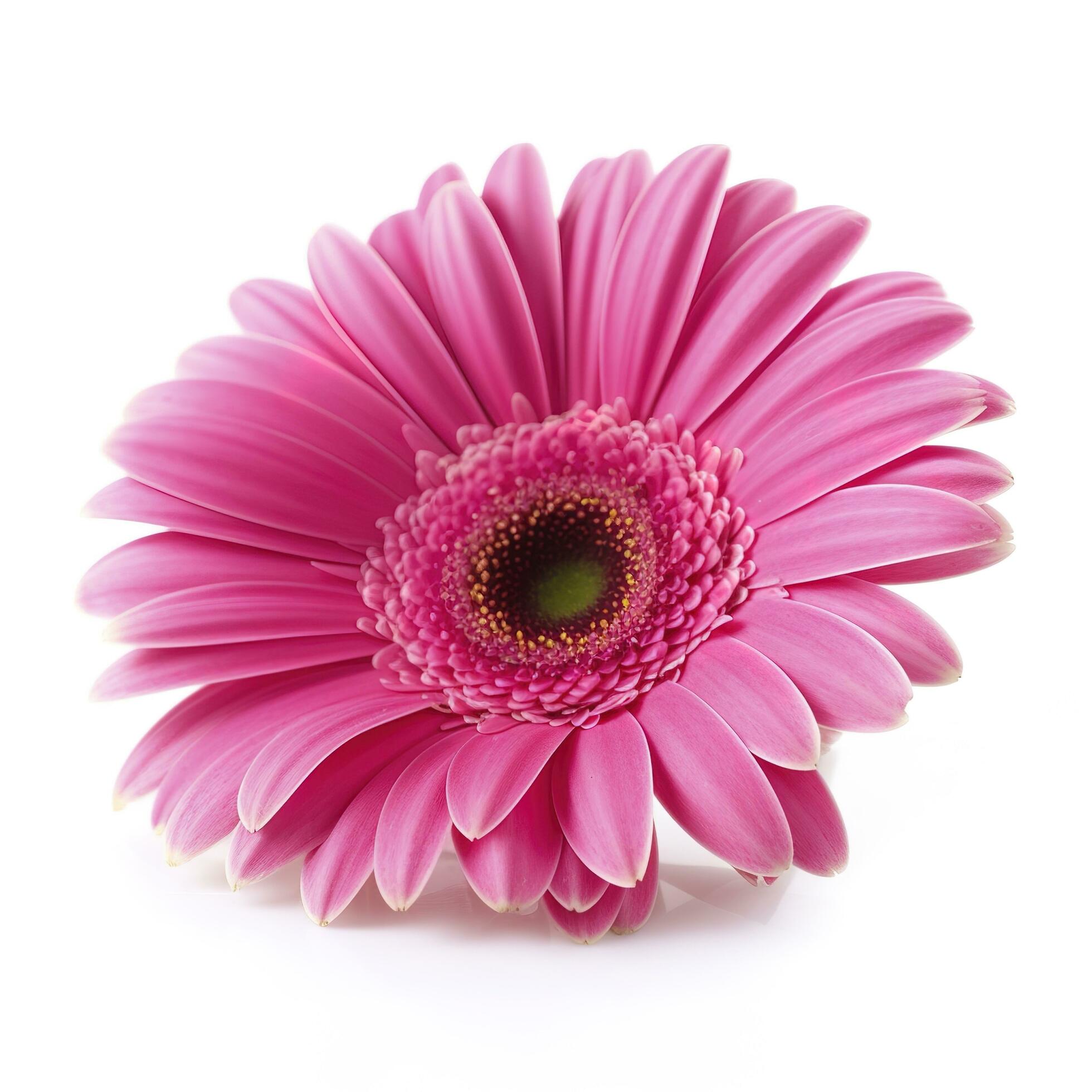 Pink gerbera flower isolated on white background, generate ai Stock Free