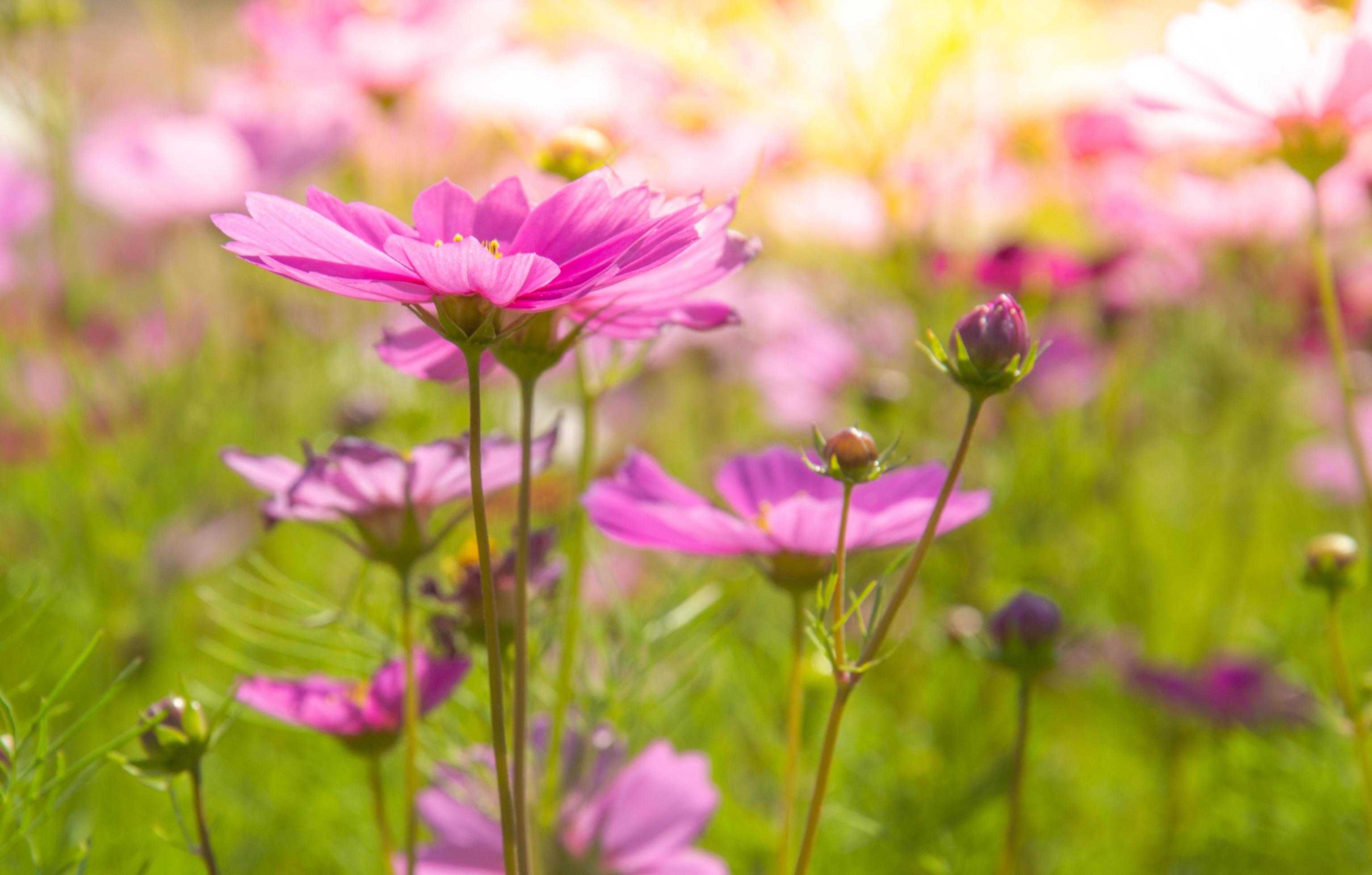 Sweet pink cosmos flowers Blooming outdoors, afternoon, sunny, in the botanical garden. copy space Stock Free