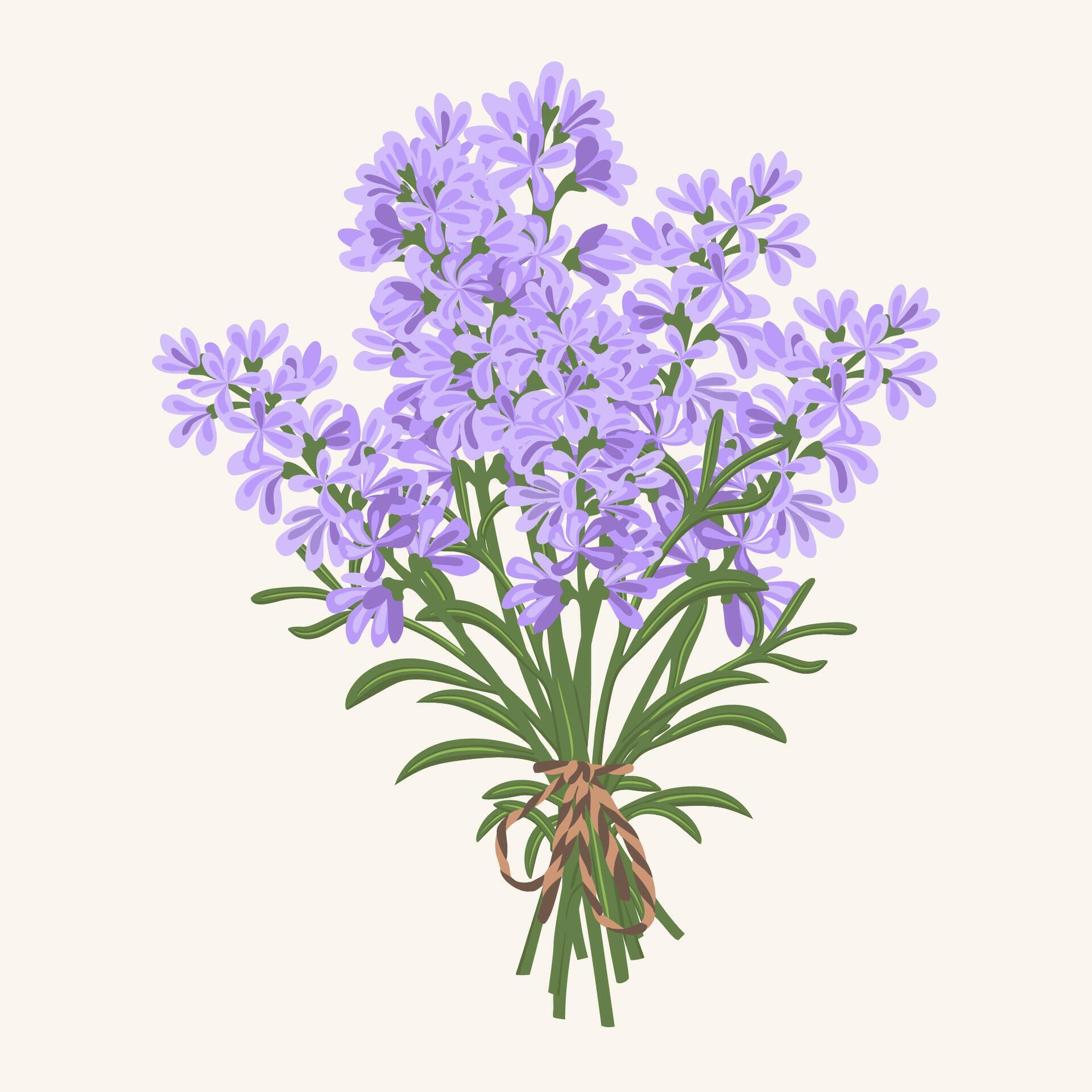 
									Hand drawn vector illustration of violet lavender flowers bouquet Stock Free