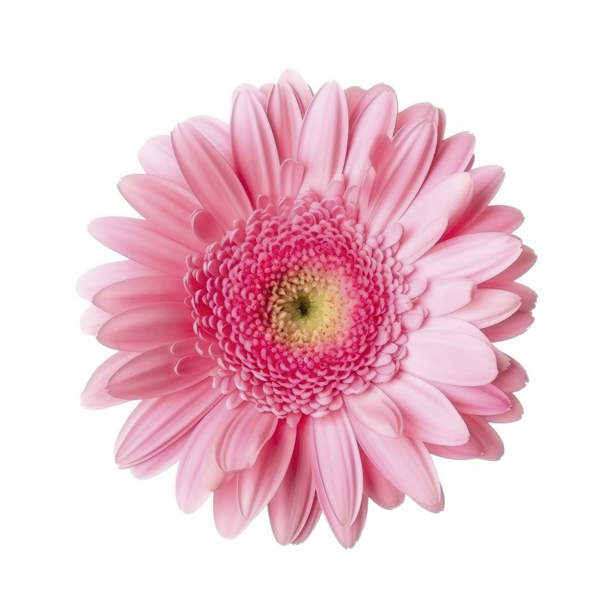 Pink gerbera flower isolated on white background, generate ai Stock Free