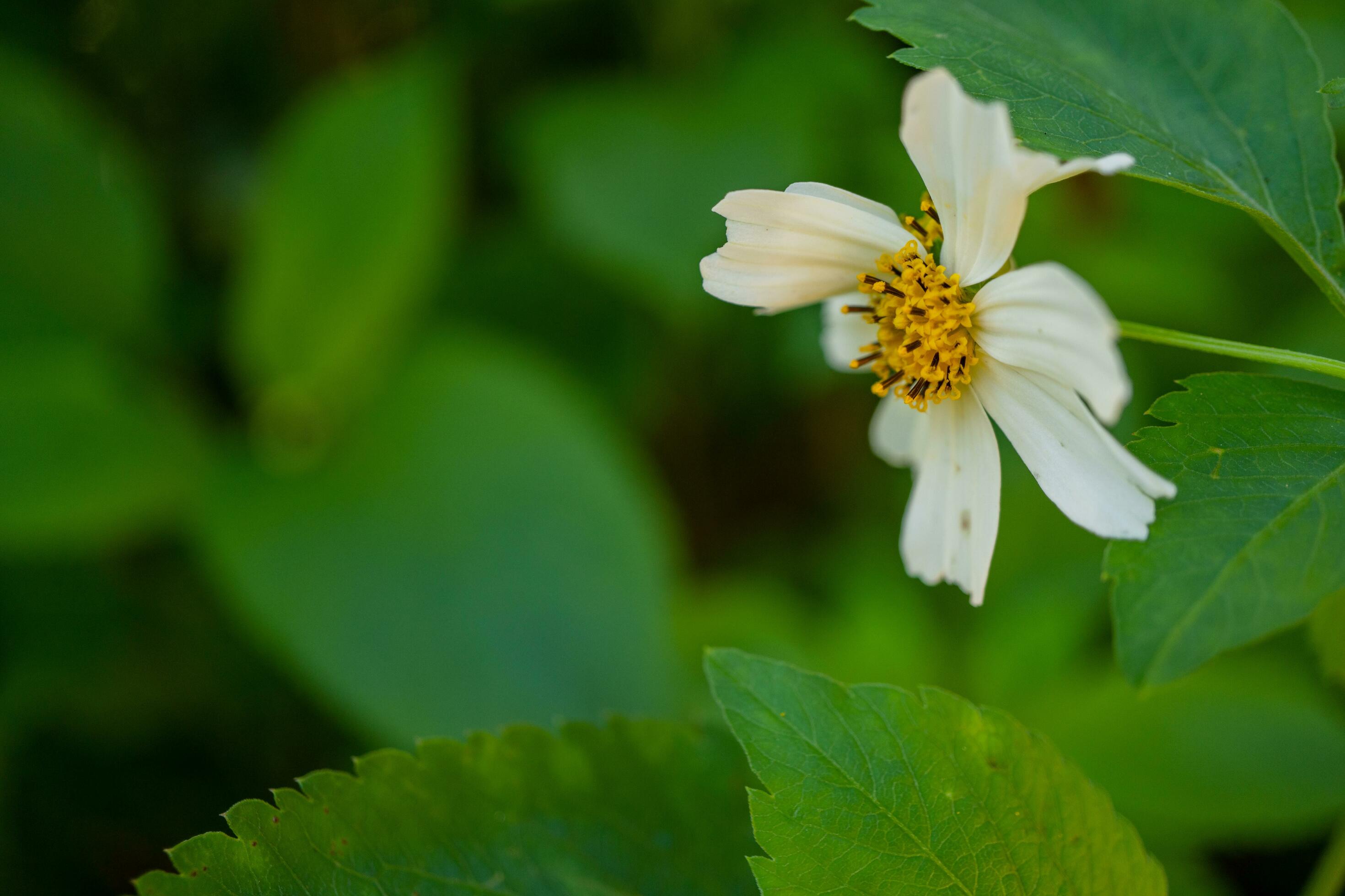 Wild white flower when is blossom at the spring time. The photo is suitable to use for botanical flower content media and nature background. Stock Free