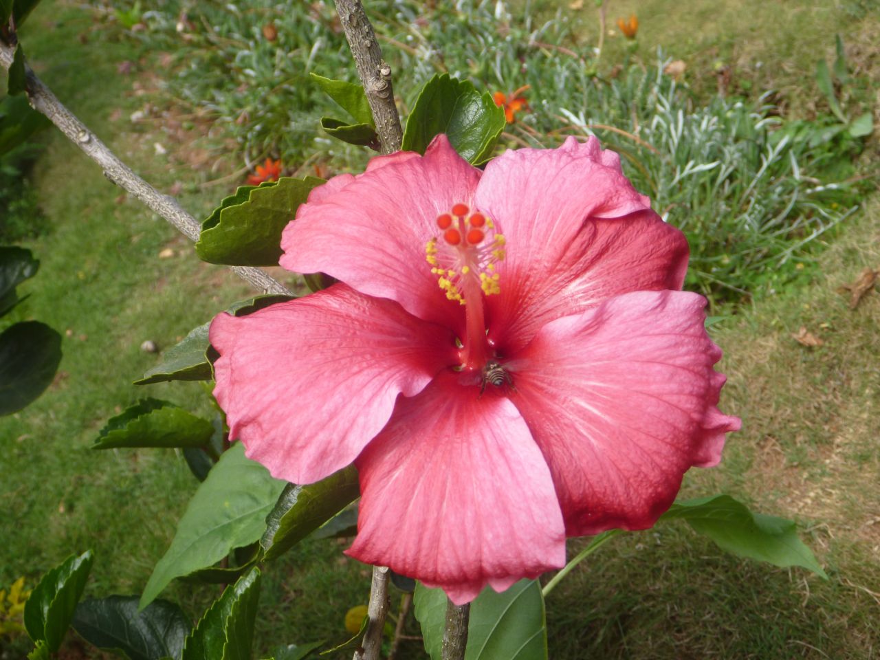 Hibiscus Plant Flower Stock Free