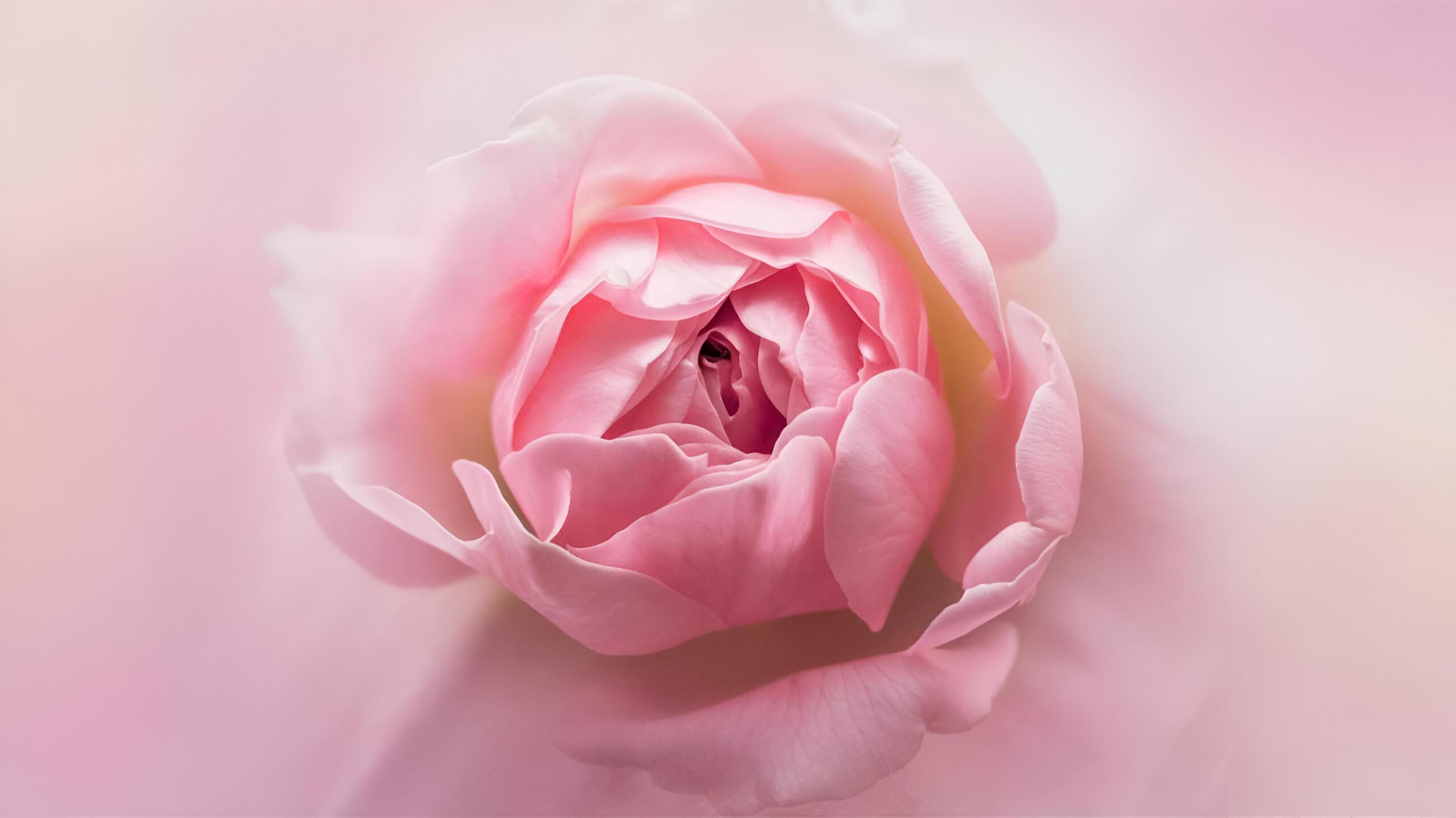 a close up of a pink rose with a blurred background Stock Free