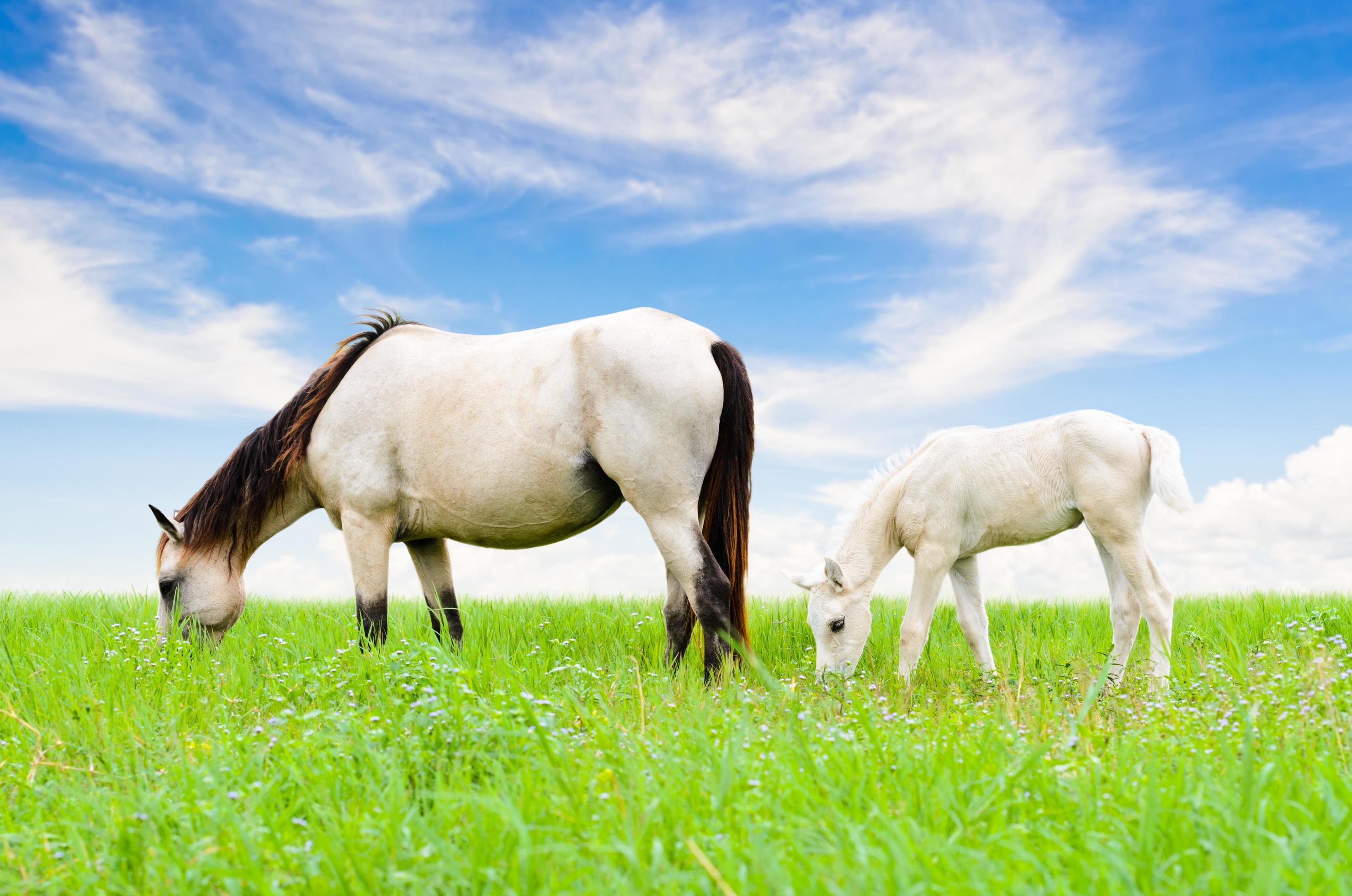 White horse mare and foal on sky background Stock Free