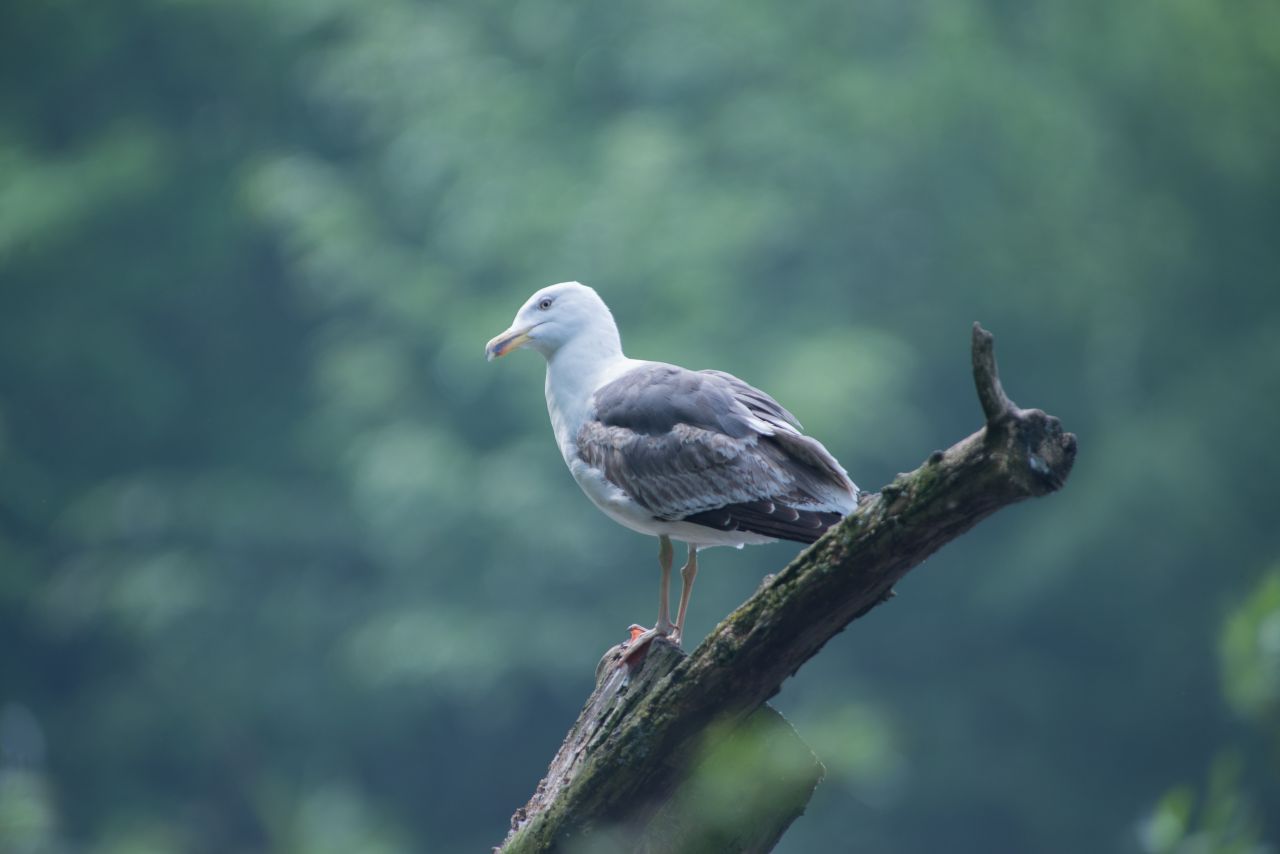 Seagull Stock Free