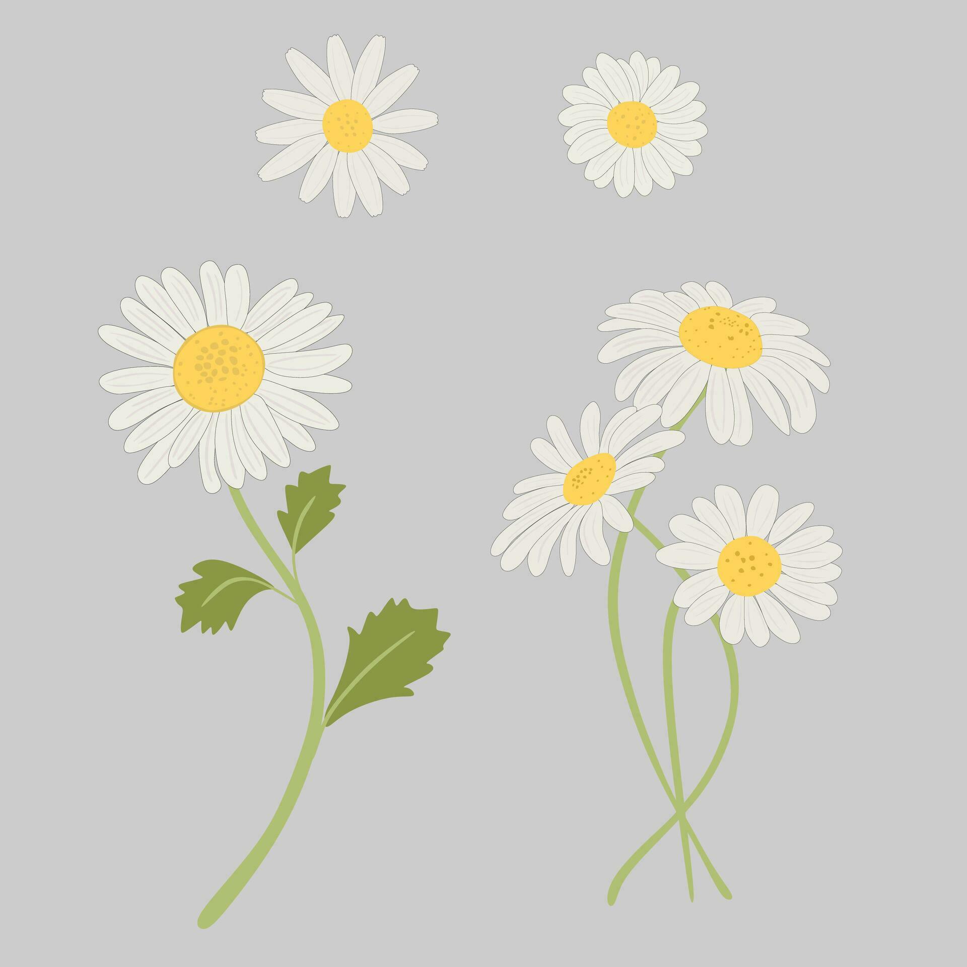 Daisy Flower Clipart Collection Set Stock Free