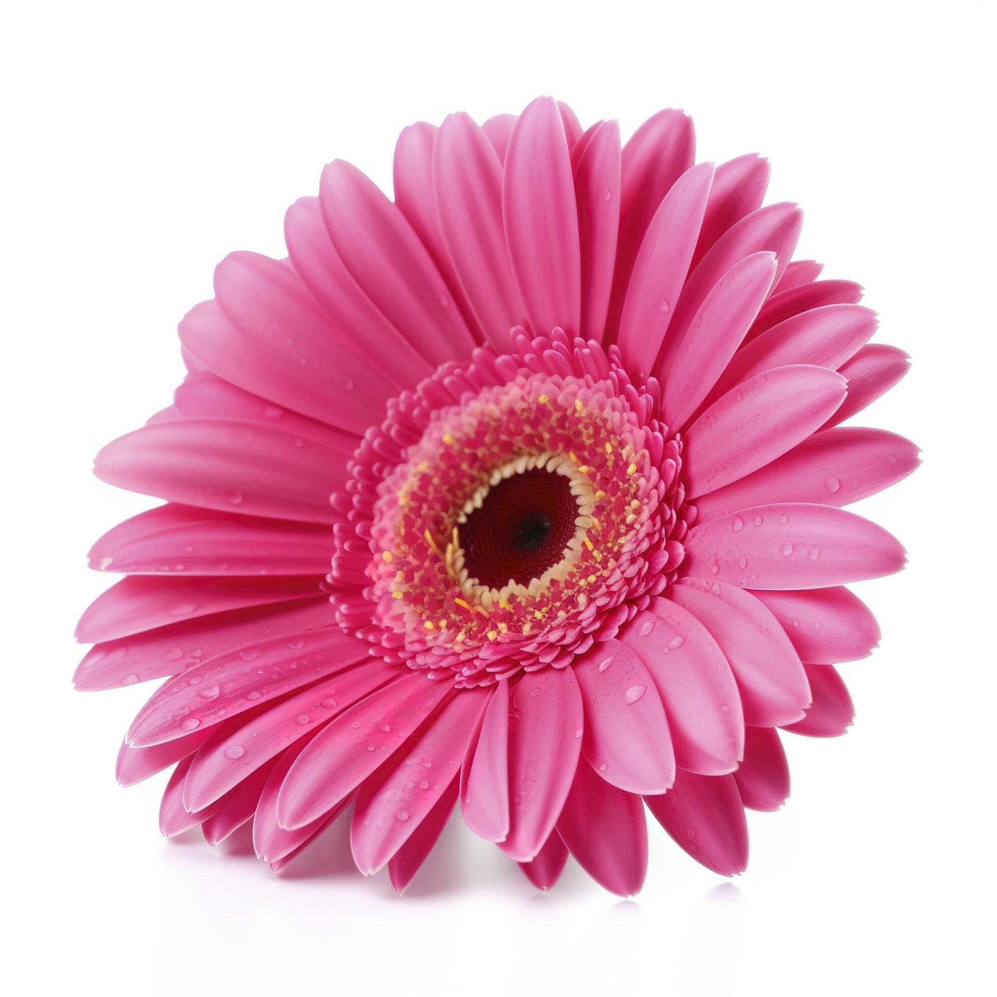 Pink gerbera flower isolated on white background, generate ai Stock Free