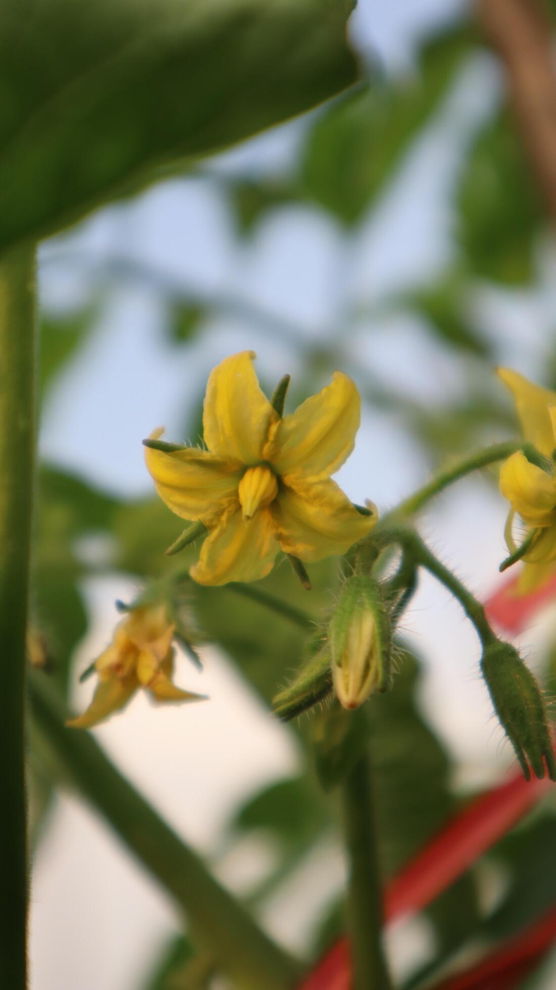 Close up flowers on plants Stock Free