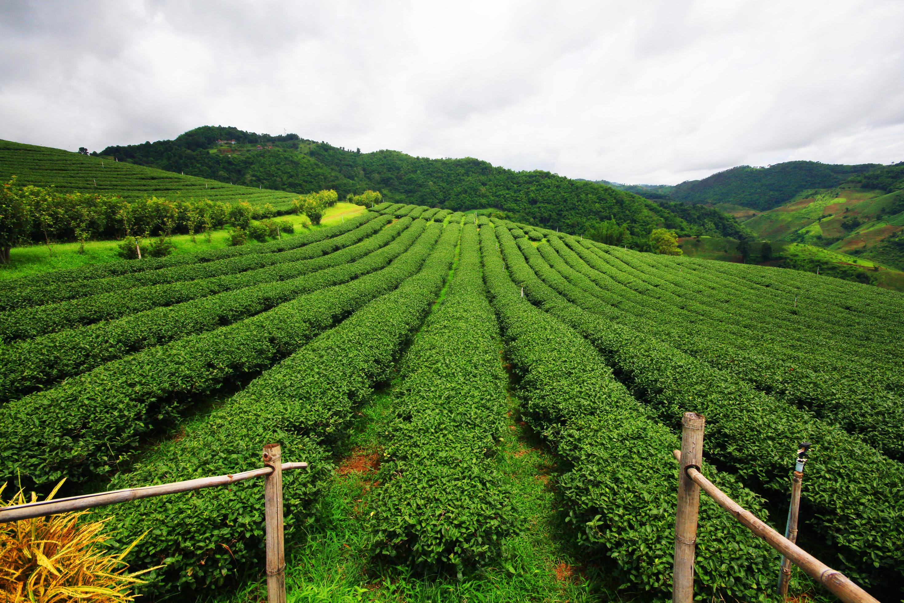 Tea Plantation in sunrise on the mountain and forest in rain season is very beautiful view in Chiangrai Province, Thailand. Stock Free