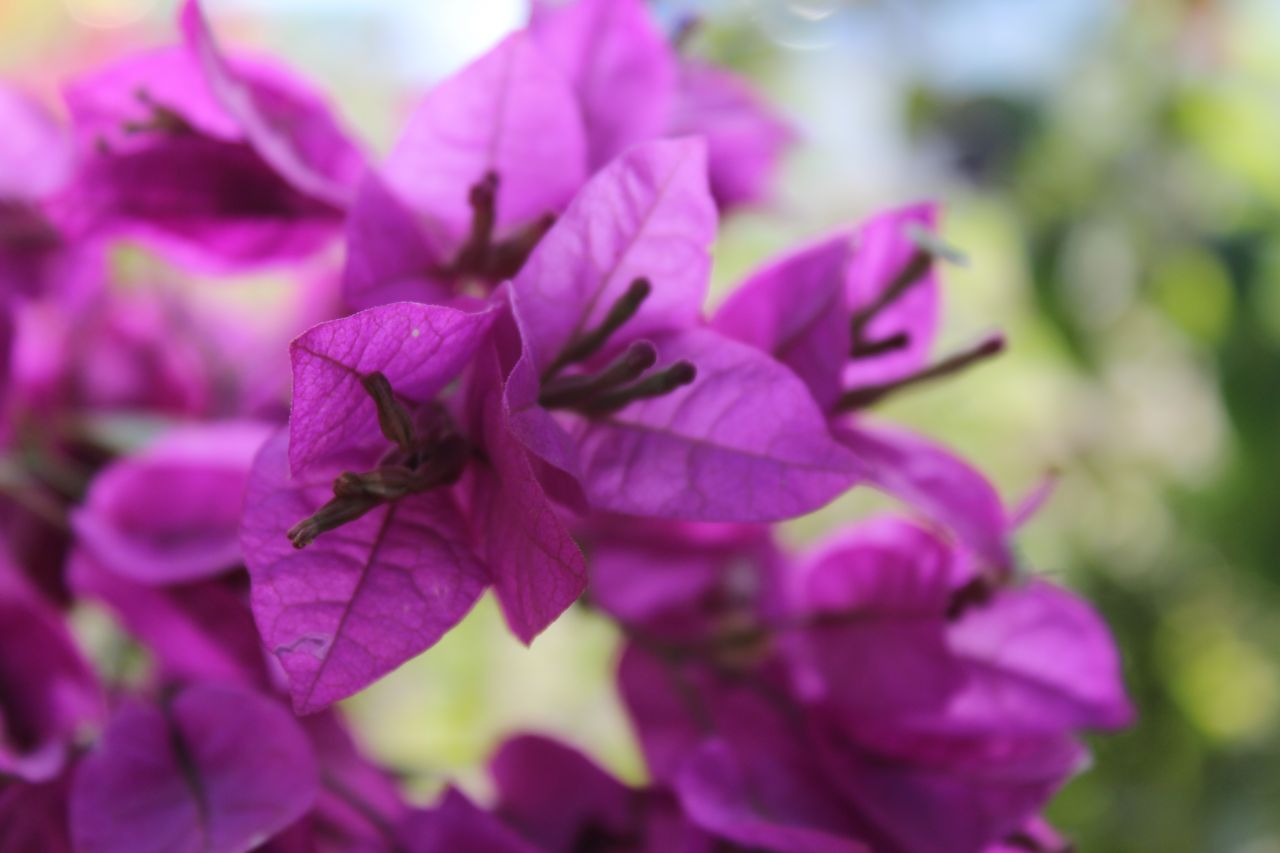 Purple Leaves Flower Stock Free