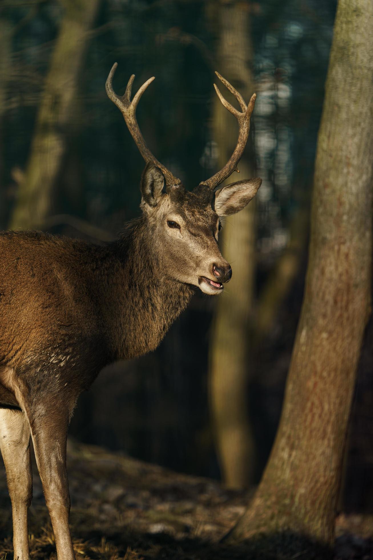 Red deer in forest Stock Free