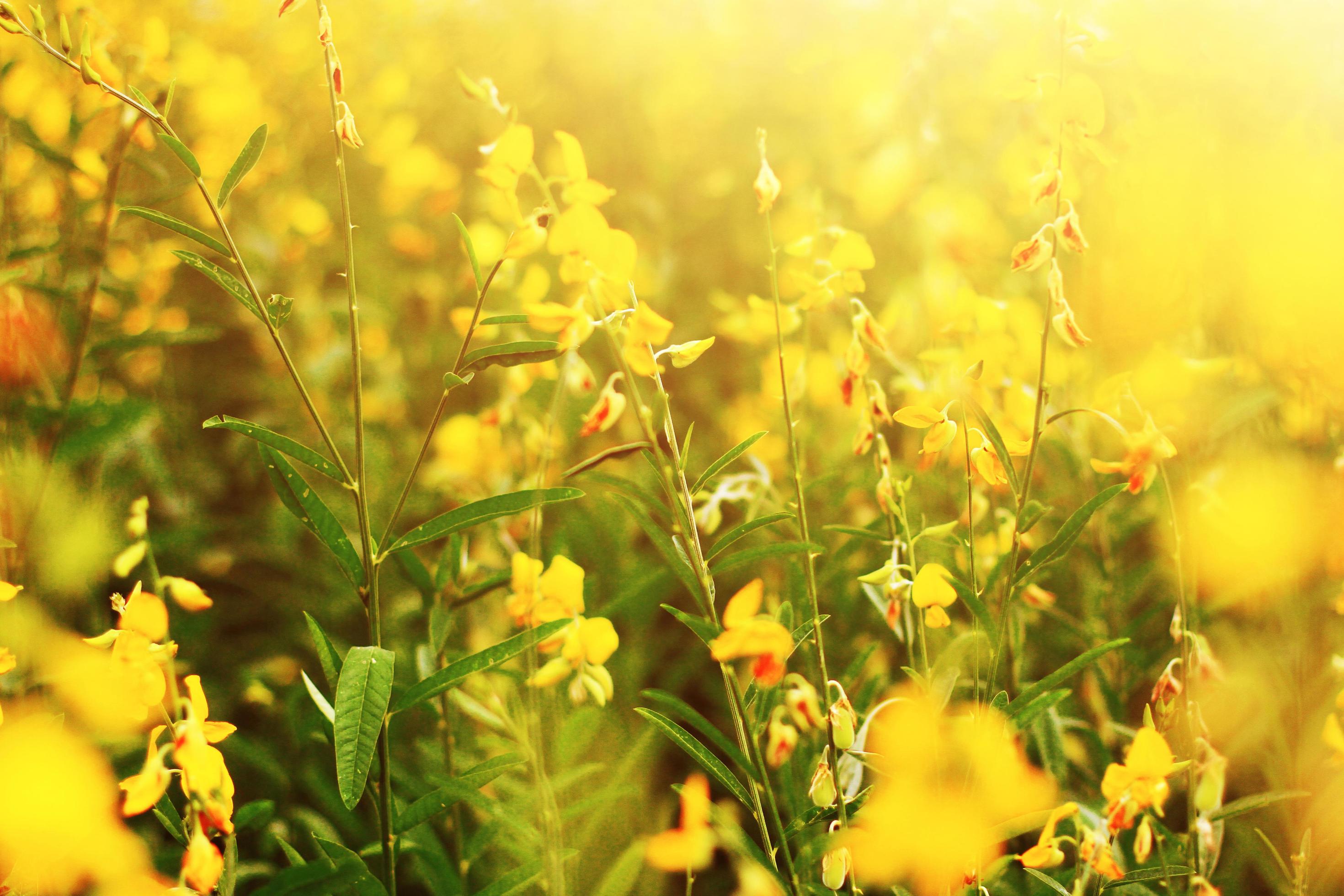 Beautiful yellow Sun hemp flowers or Crotalaria juncea farm in beautiful sunlight on the mountain in Thailand.A type of legume. Stock Free