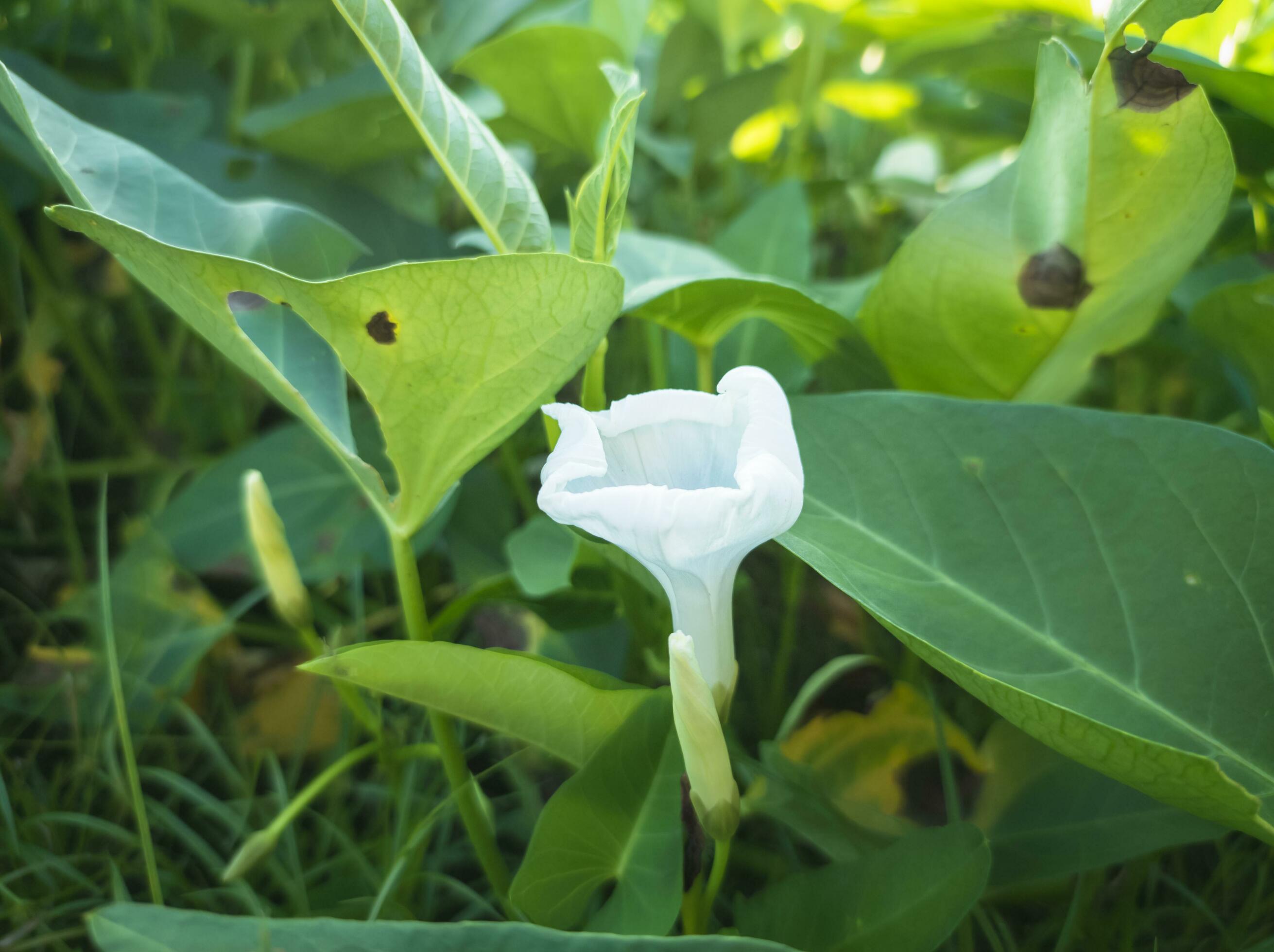 white flowers that come from the vegetable plant kang kung Stock Free