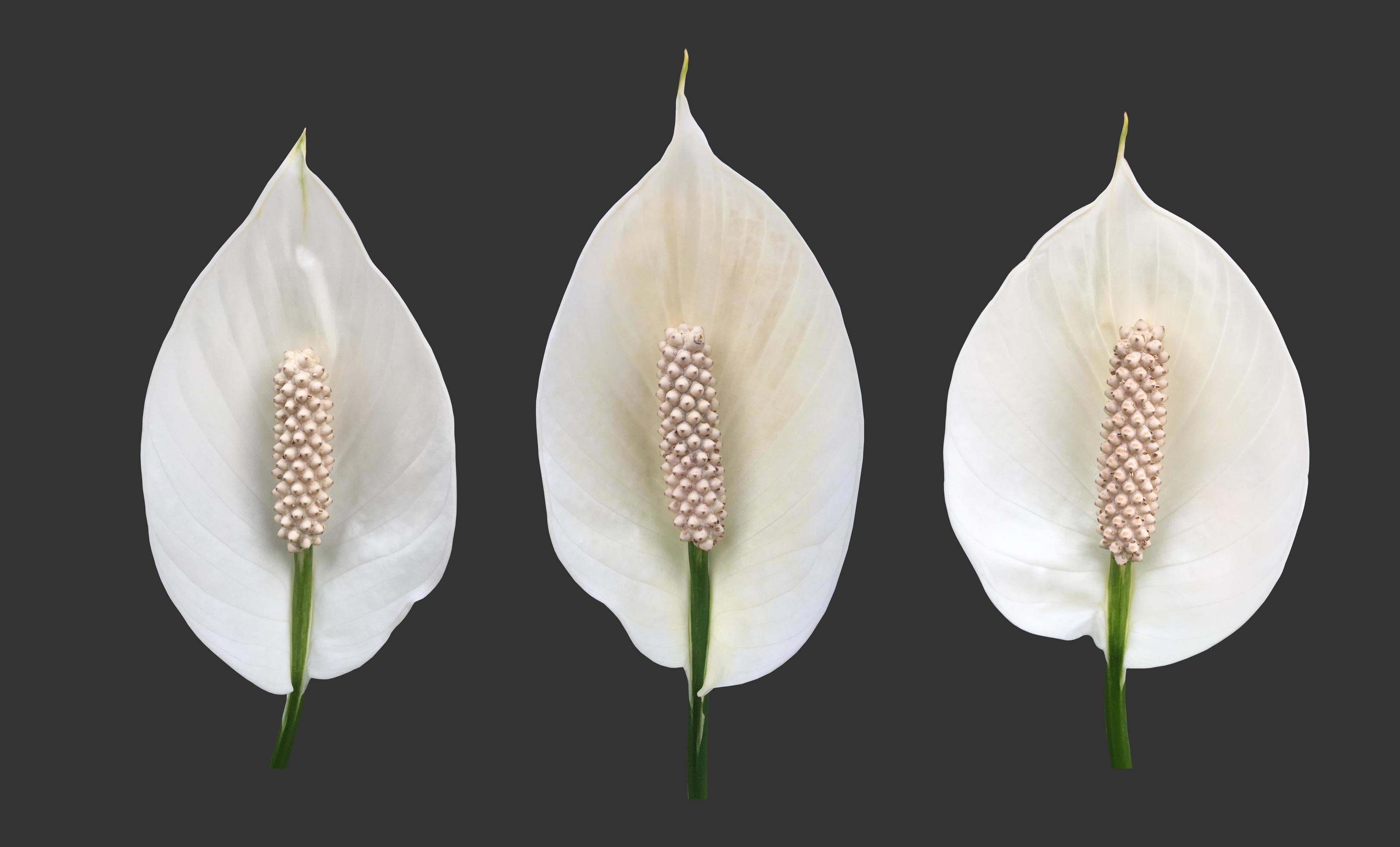 Isolated white aracear flower or peace lily flower with clipping paths. Stock Free