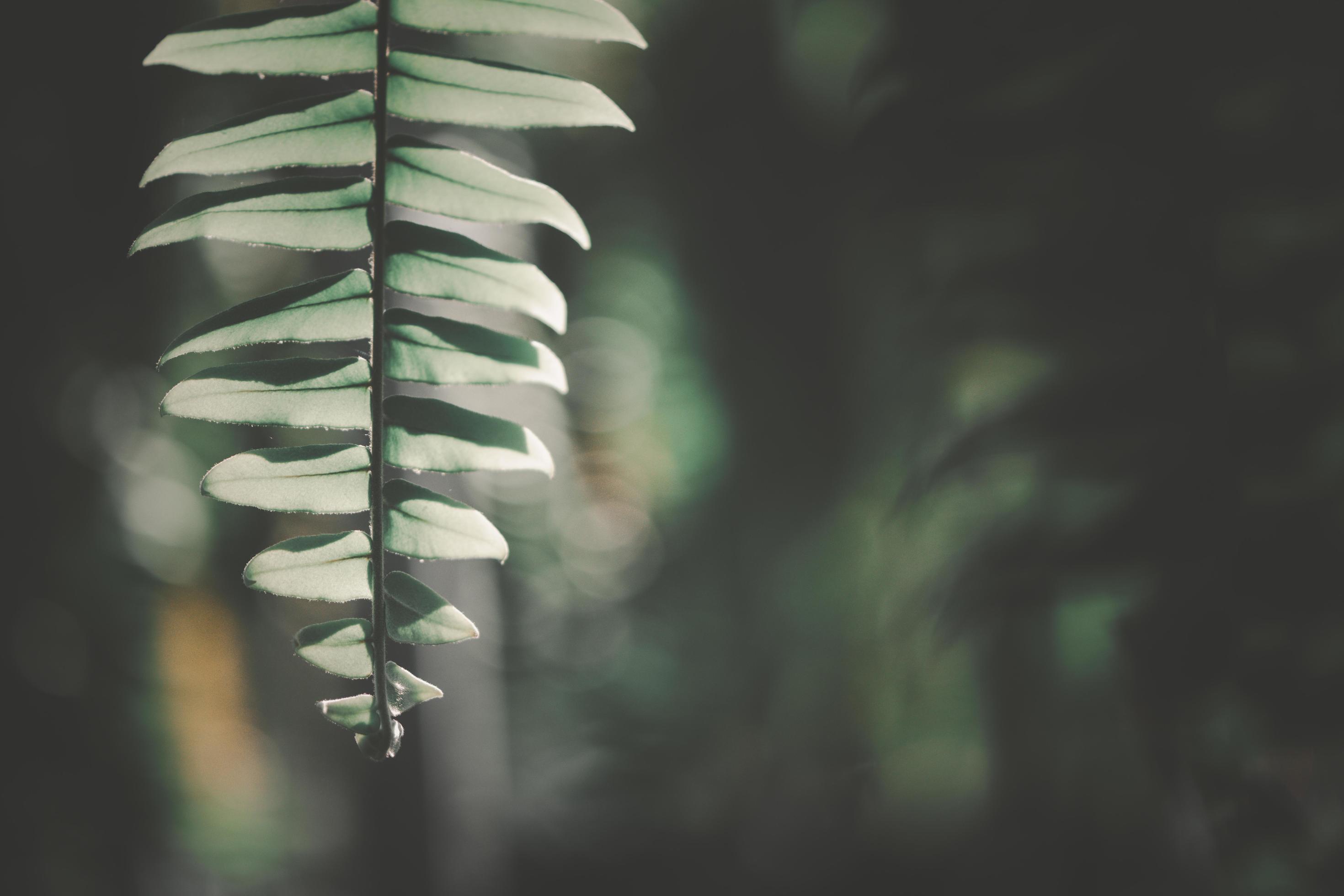 Close up of Nephrolepid sp leaves, vintage tone background, fern leaf Stock Free