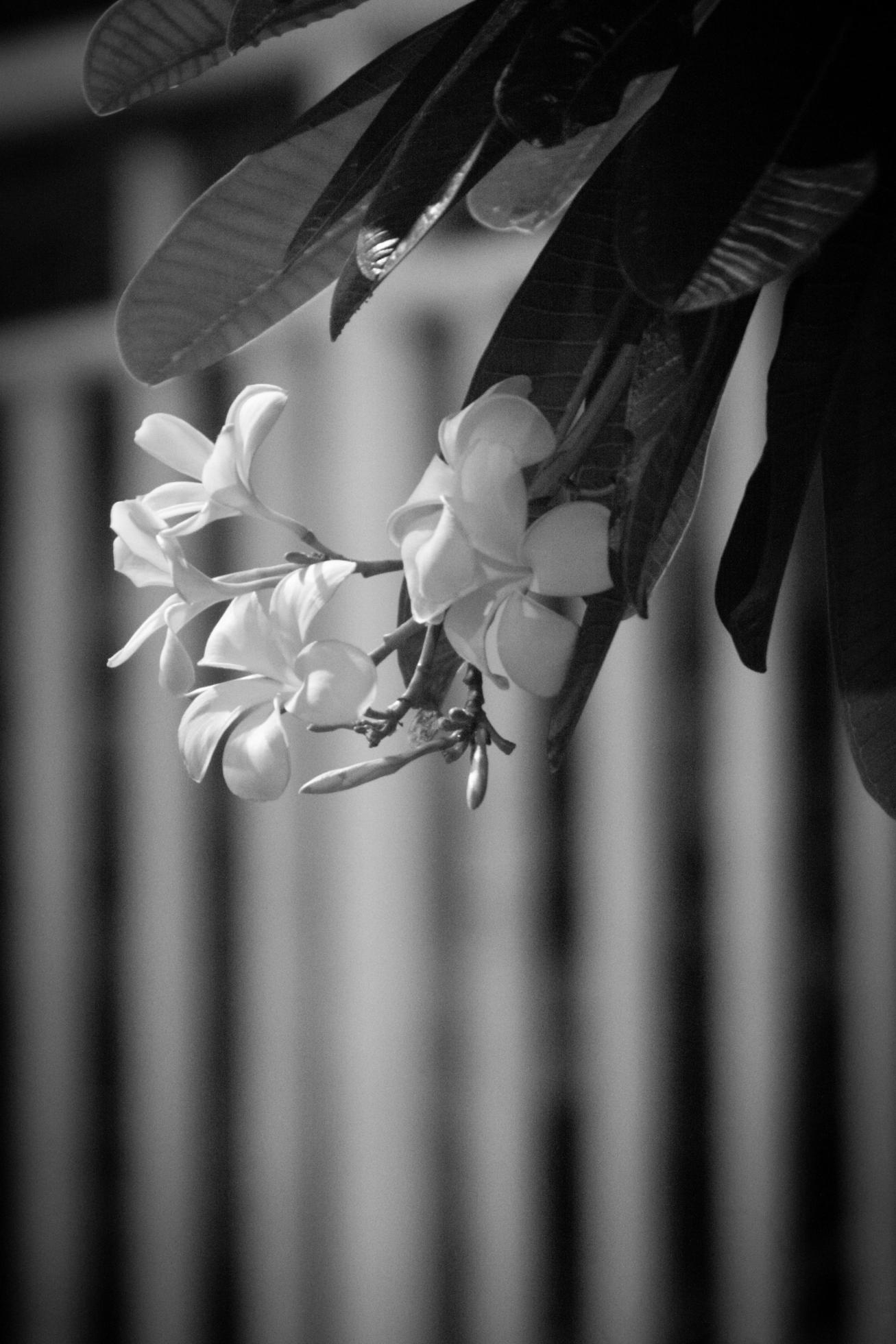 magnolia flower black and white Stock Free