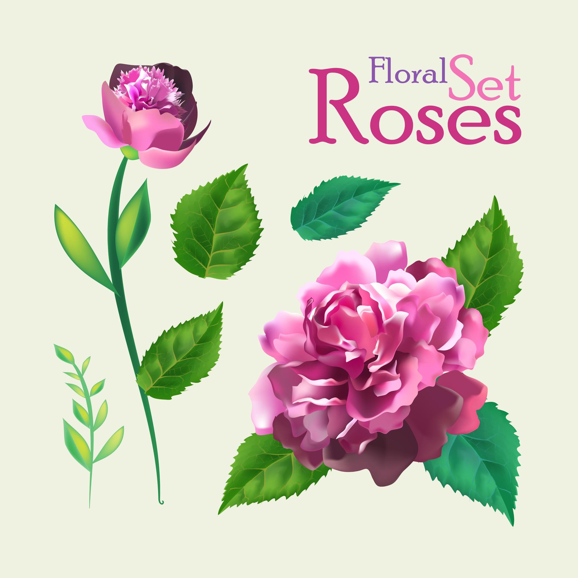 Set of Botanic Rose Flowers. Stock Free