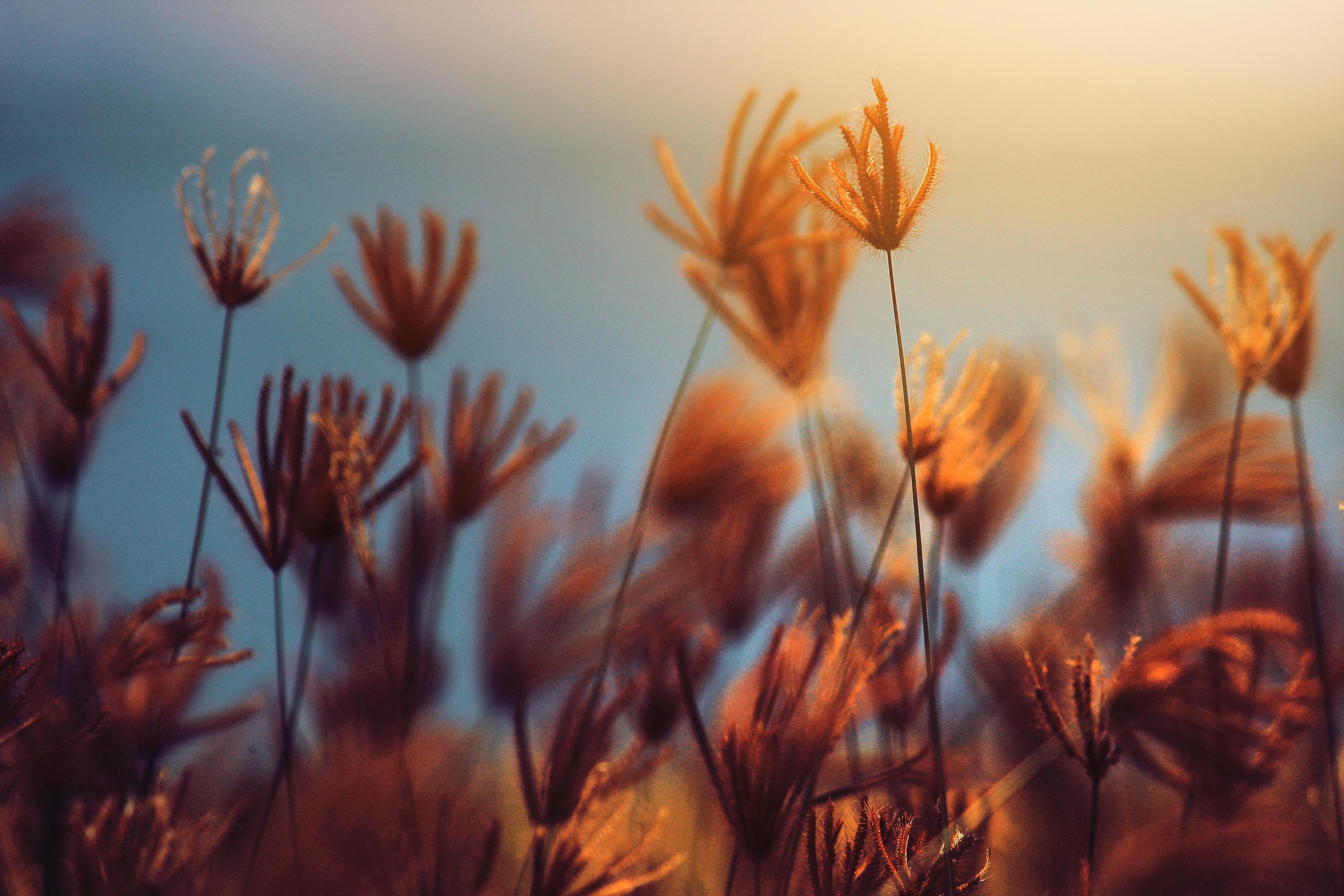 Beautiful blooming grass wild flowers fields in summertime with natural sunlight and sunset in the blue sea Stock Free