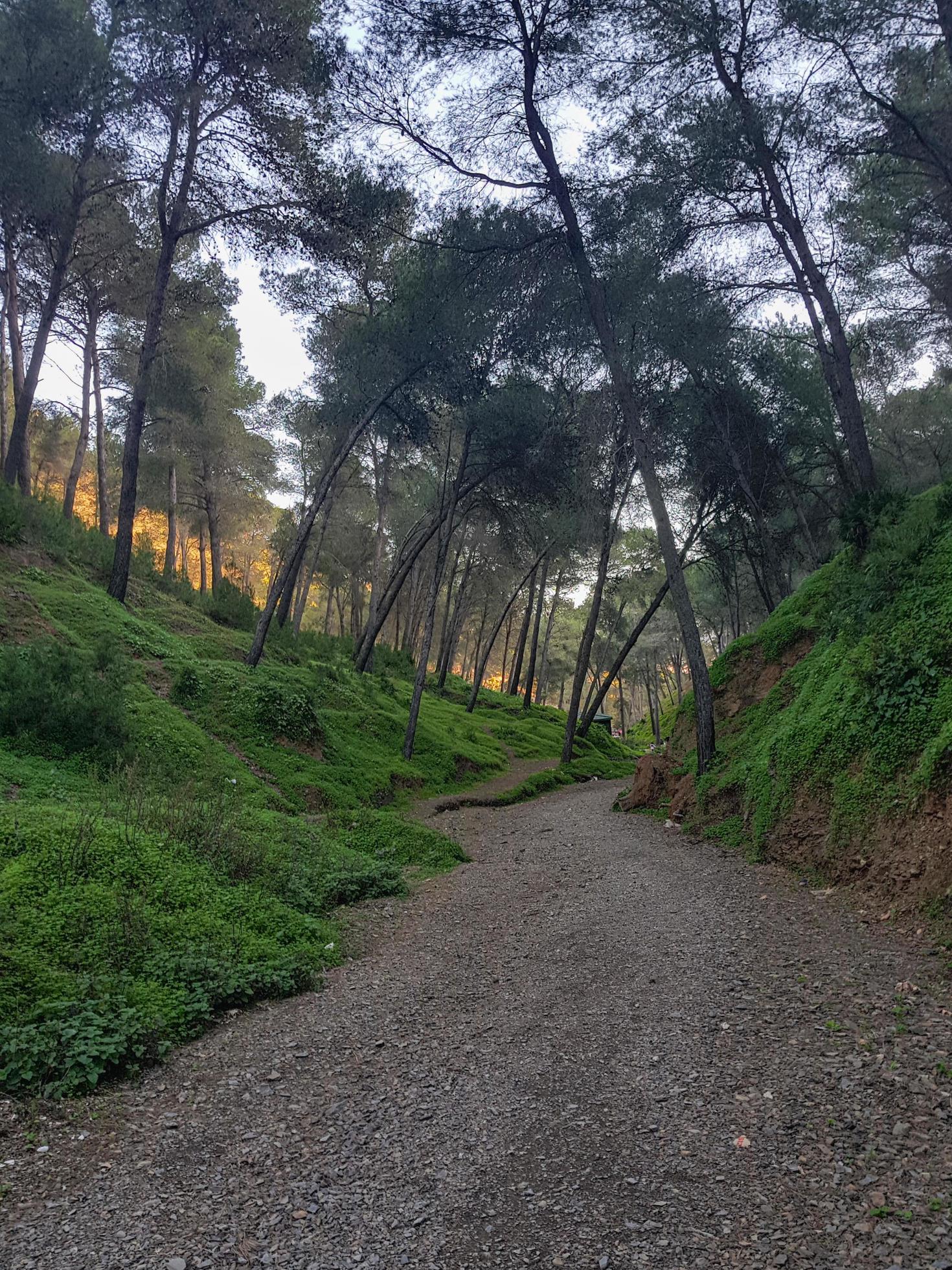 Original natural beauty of the footpath among the pine forests of the valley Stock Free