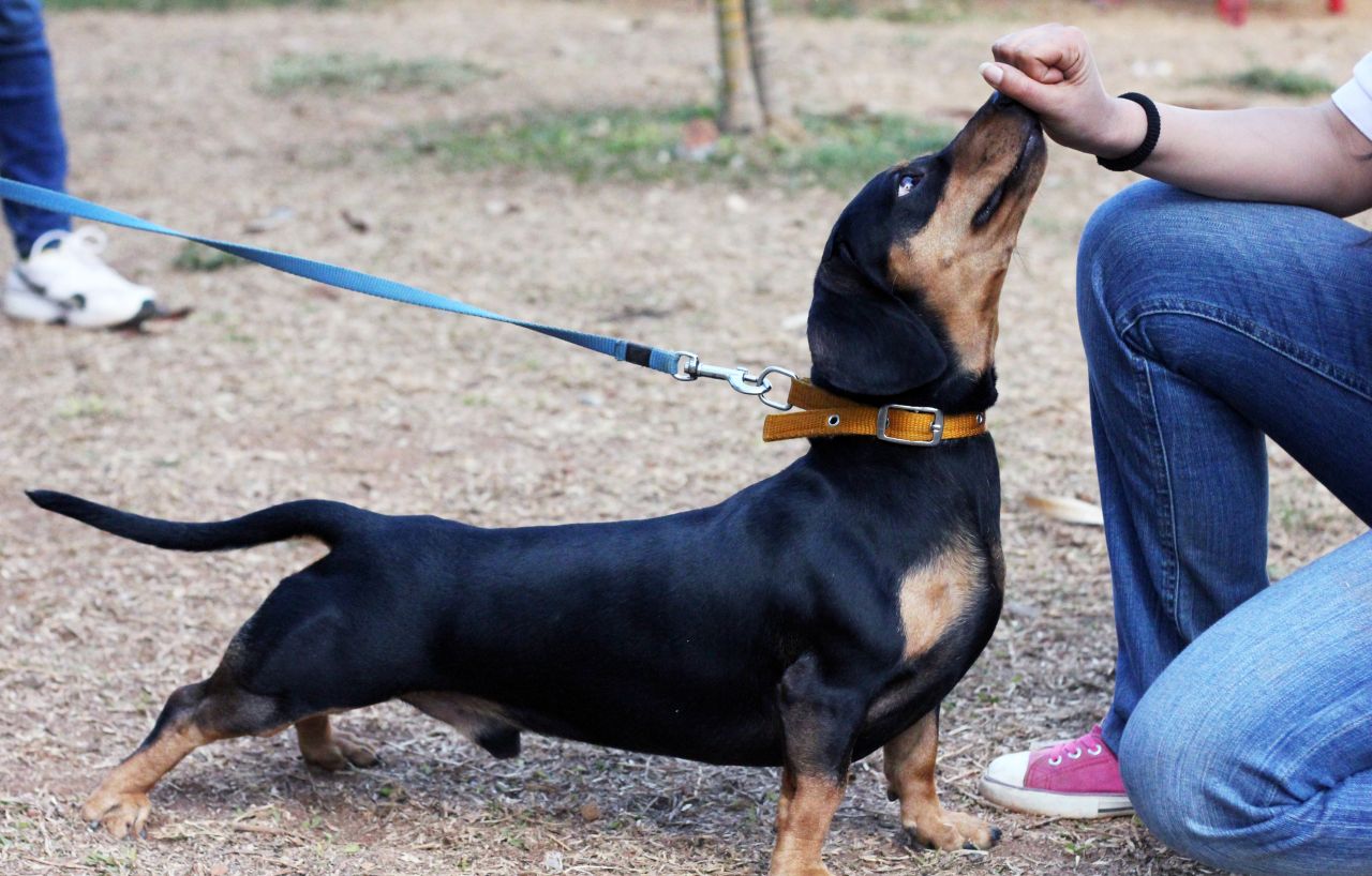 Dachshund Leash Stock Free