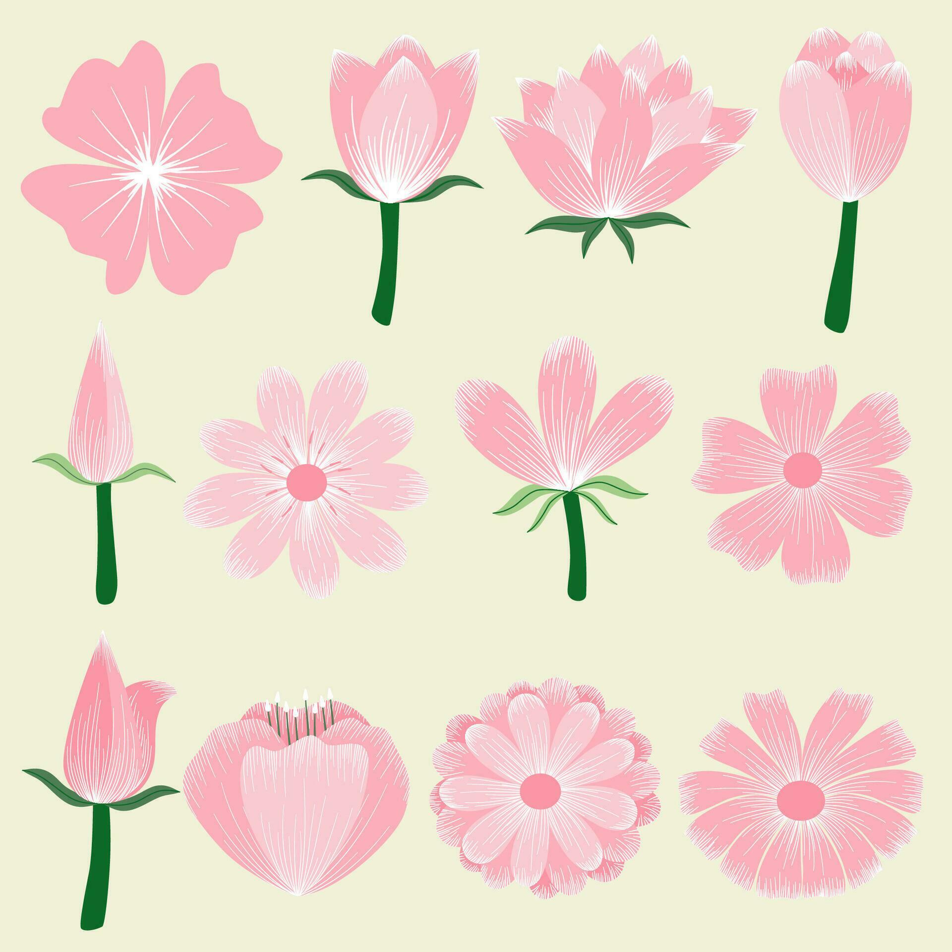 Botanical flower illustration Stock Free and Free SVG