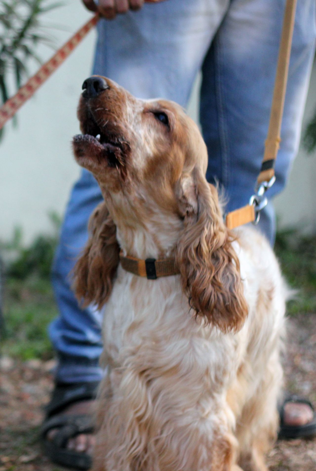 Spaniel Stock Free