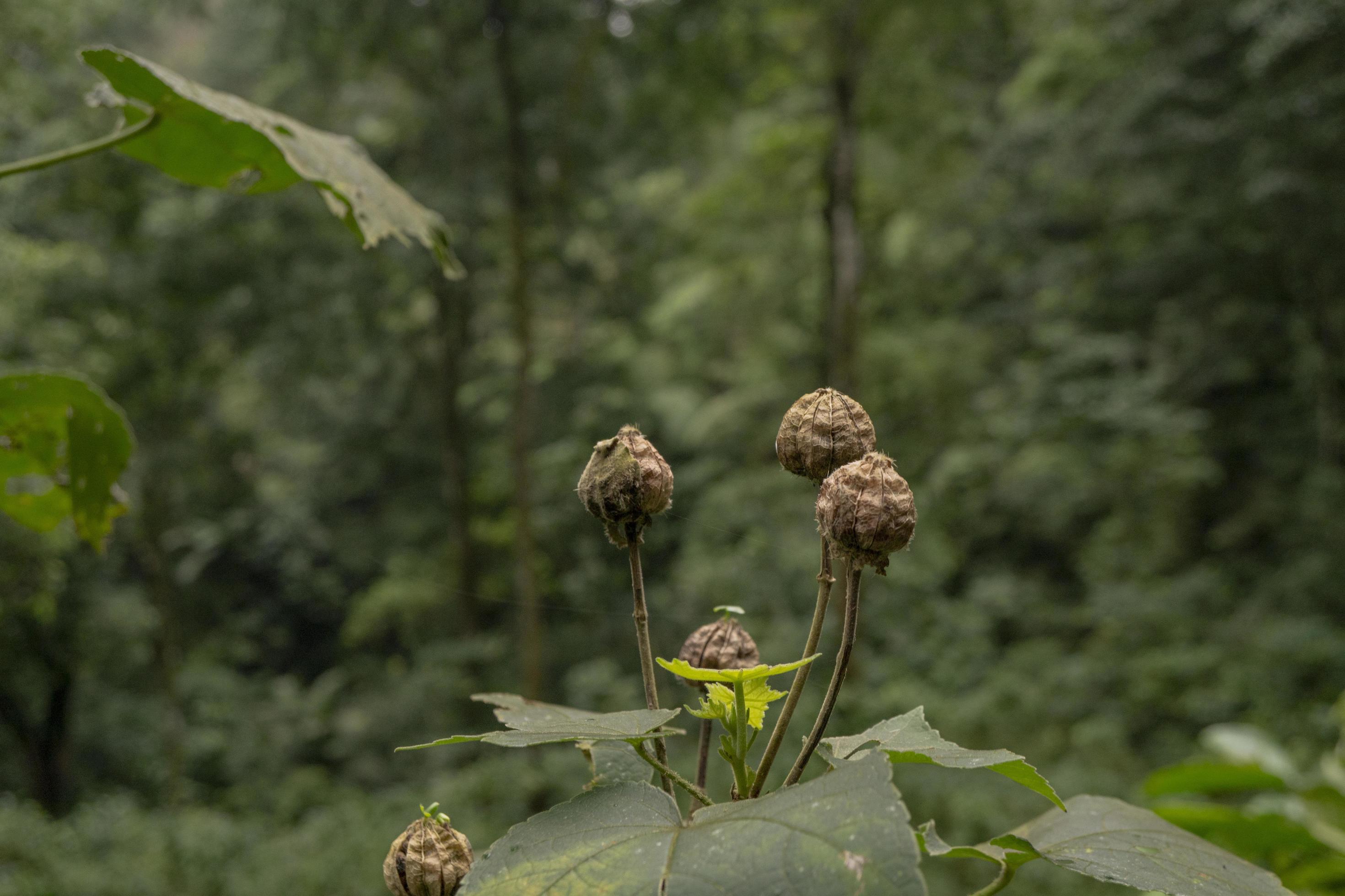 Close up photo of flower buds on the tropical forest when rainy season. Stock Free