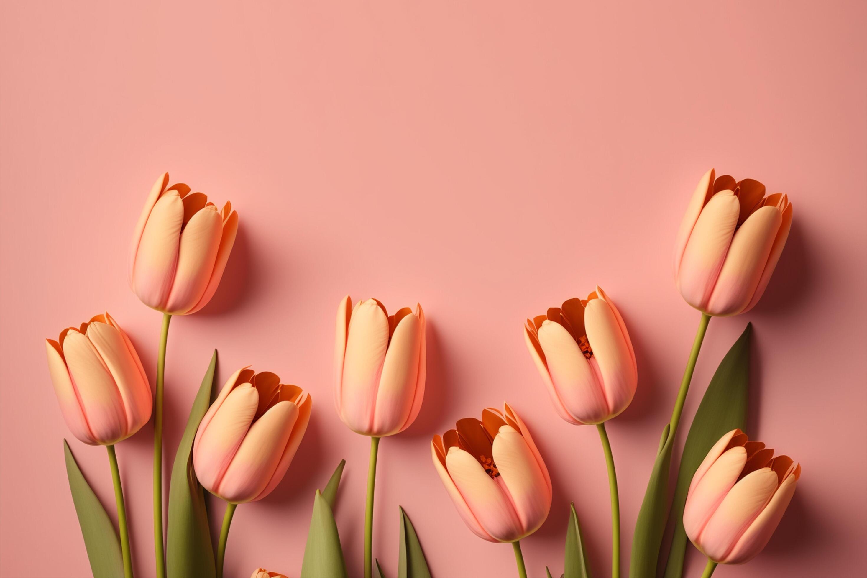 Pink tulip flowers with copy space, Stock Free