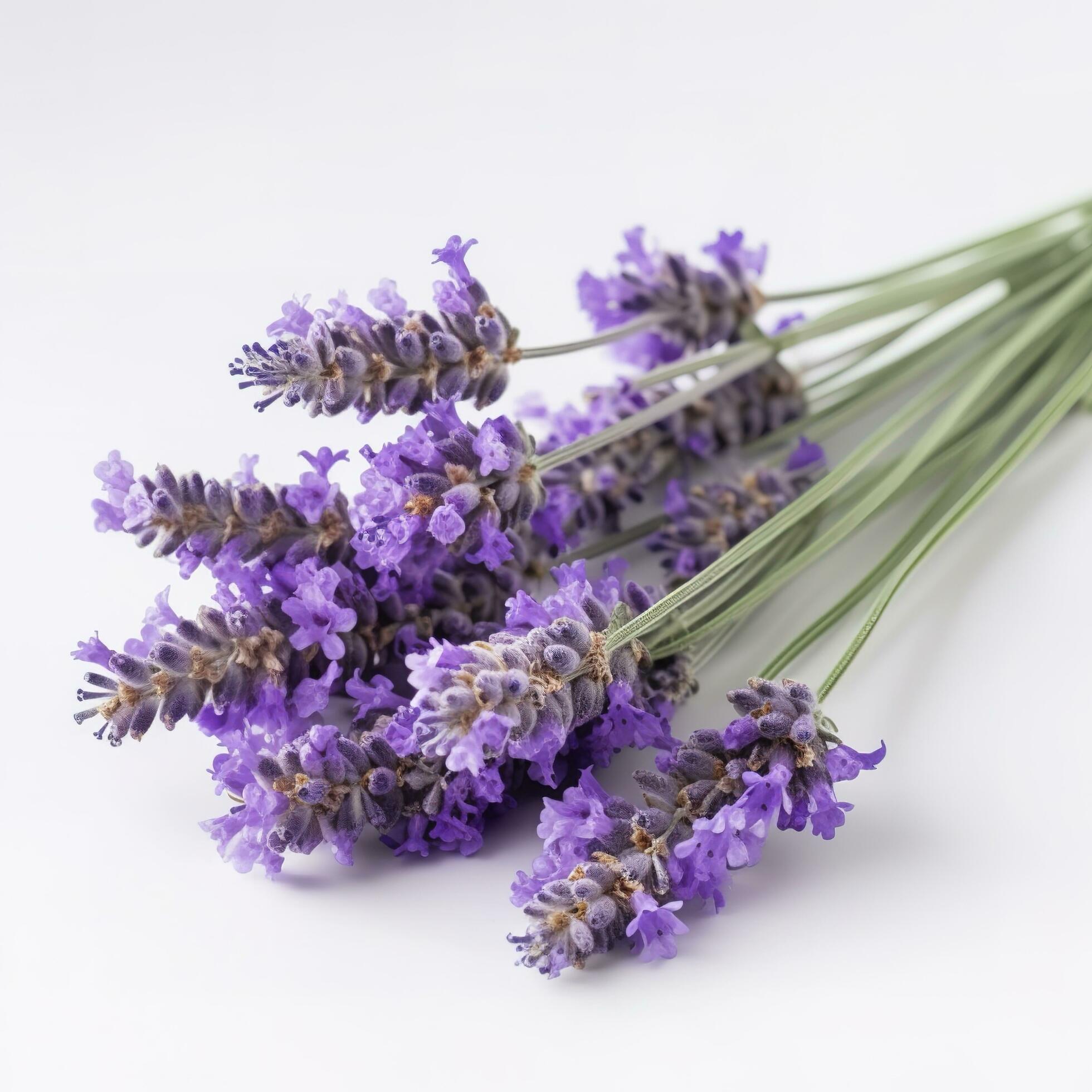 Beautiful lavender flowers on white background, generate ai Stock Free