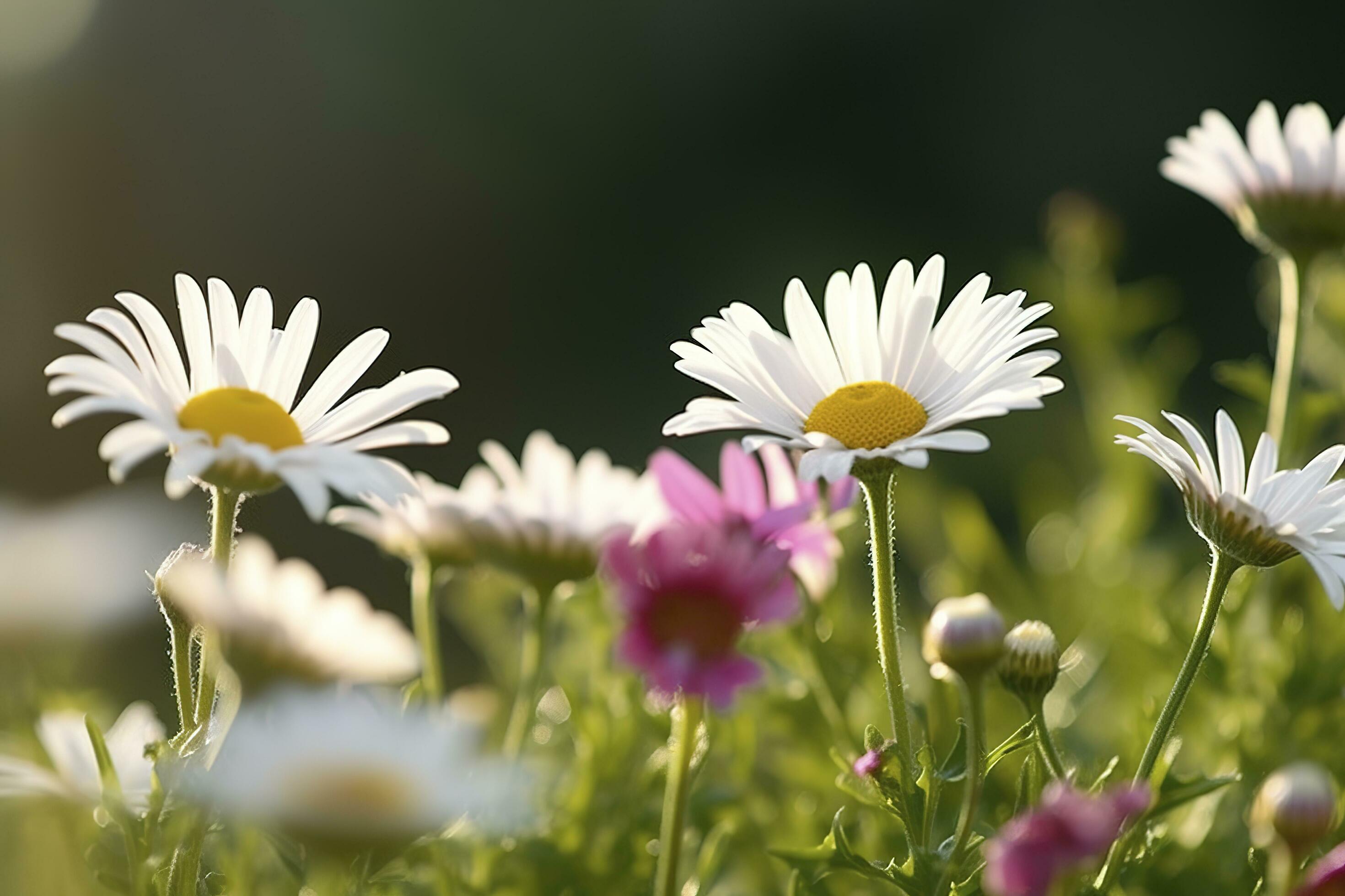 Sunny Close Up Of A Few Daisy Flowers On Flower Meadow , generate ai Stock Free