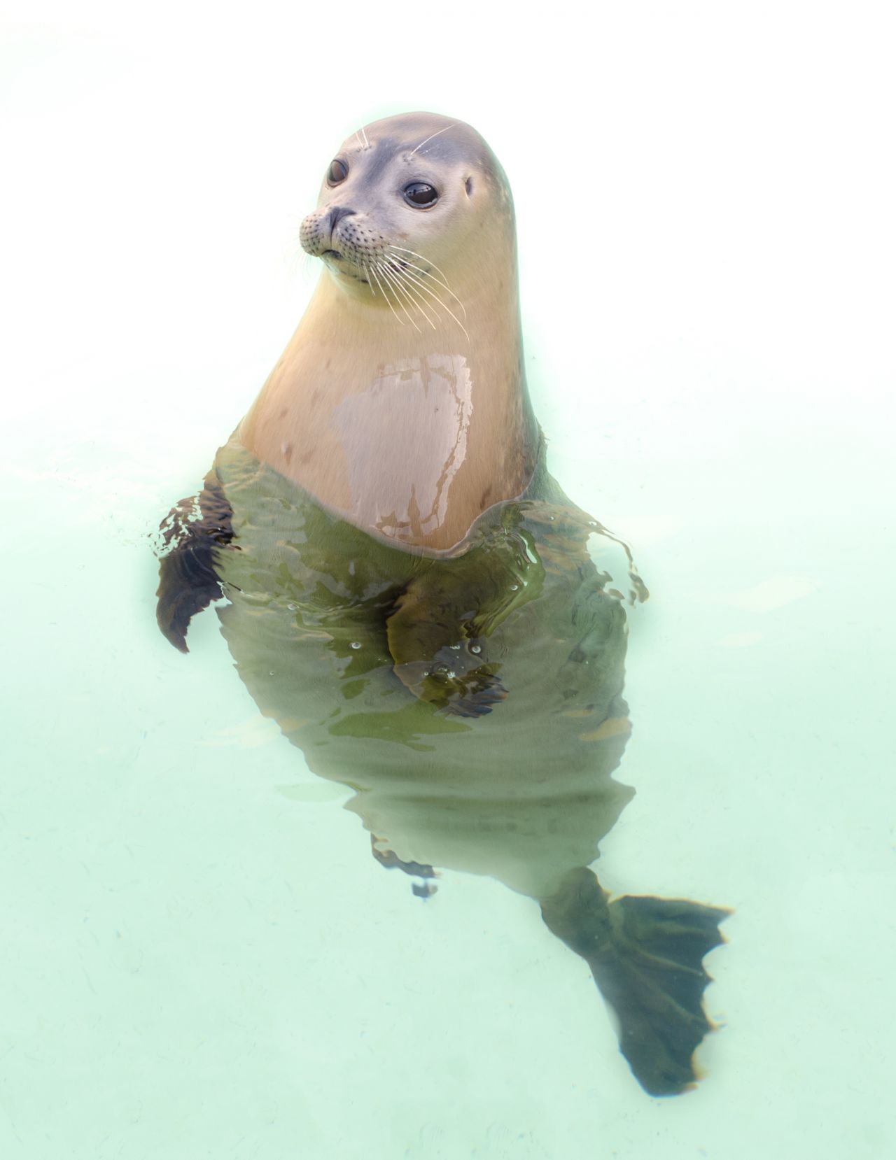 Seal posing Stock Free