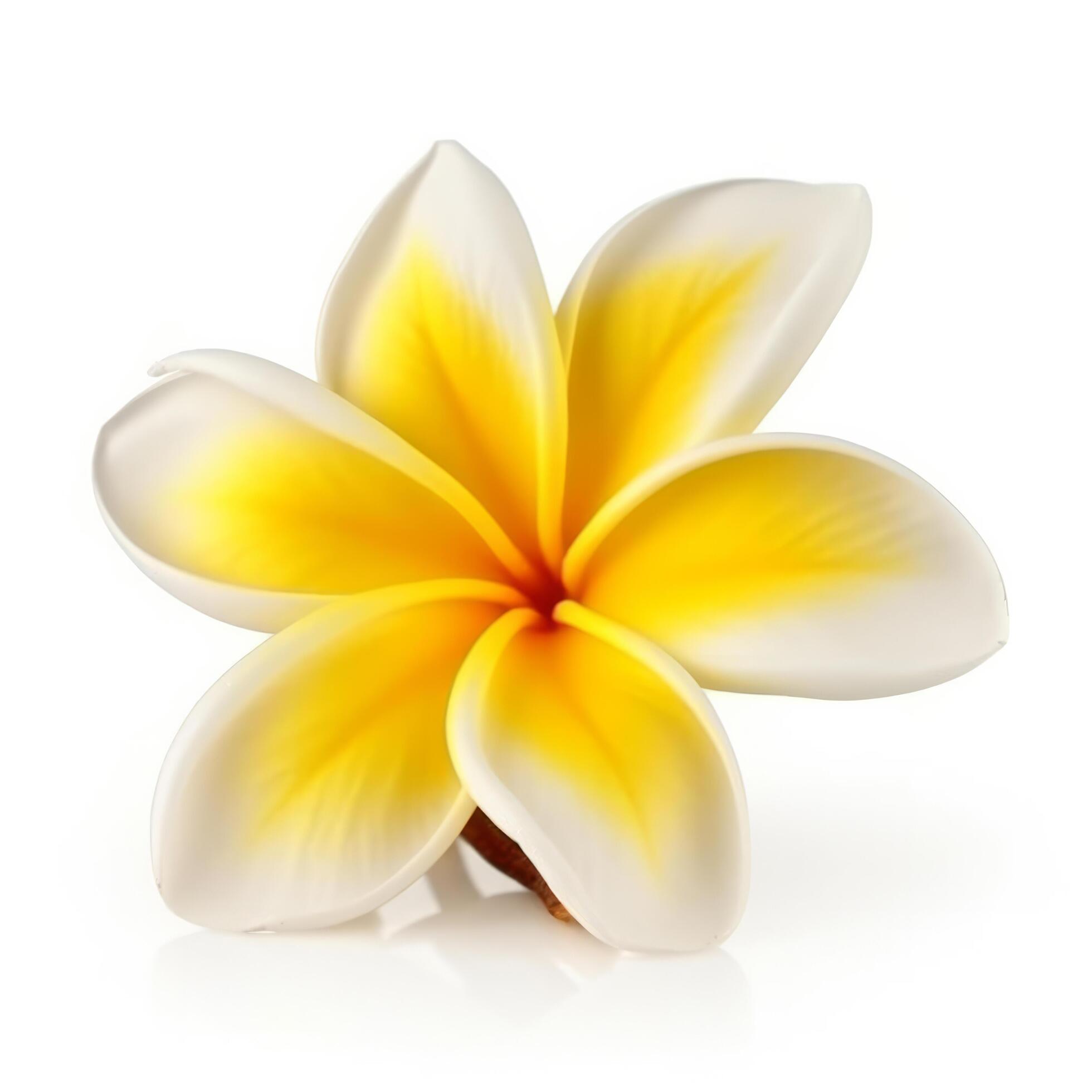 Plumeria flower isolated. Illustration Stock Free