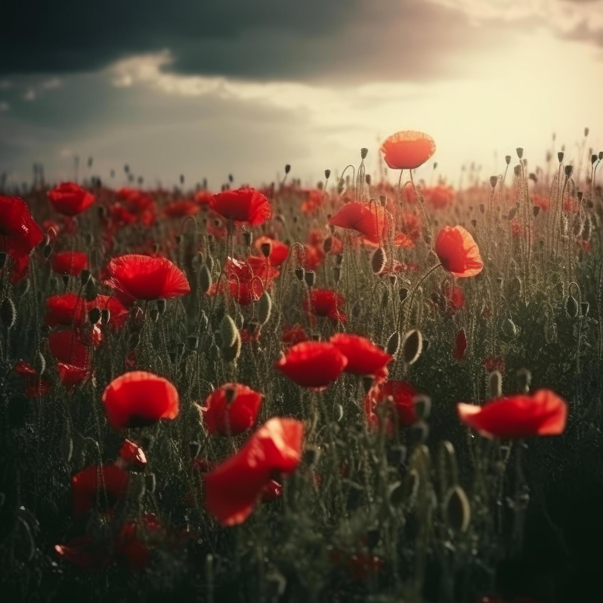 Poppy flower background for Anzac day. Illustration Stock Free